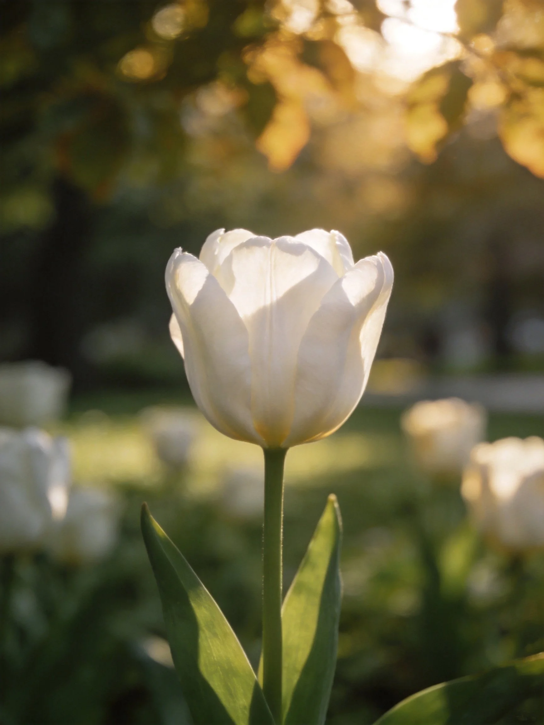 A single white tulip blooms in a sunlit garden