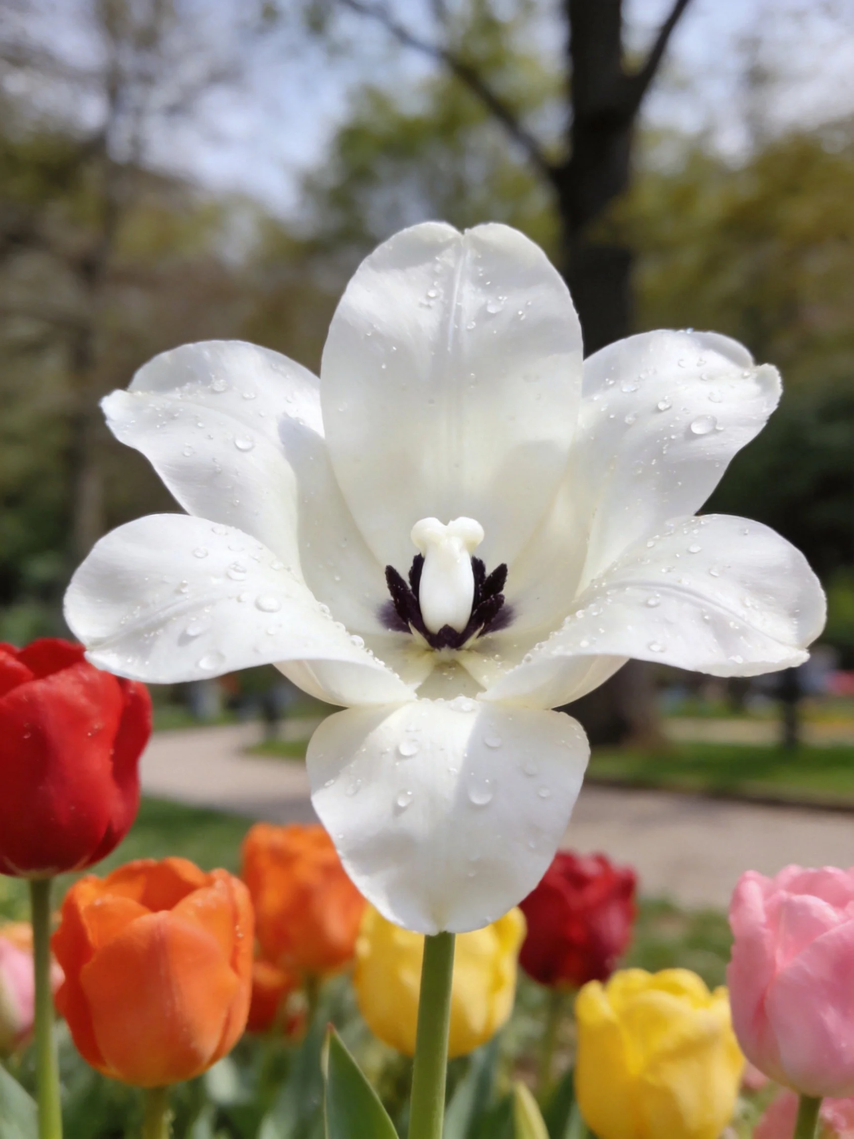 A single white tulip with dewdrops among colorful tulips