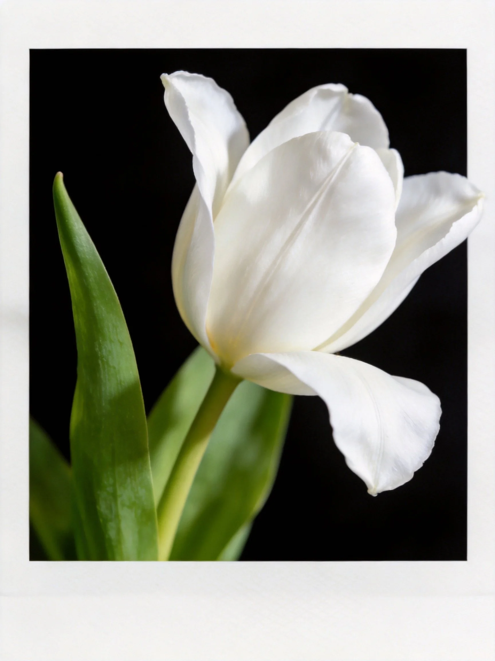 A single white tulip with green leaves against a black backdrop