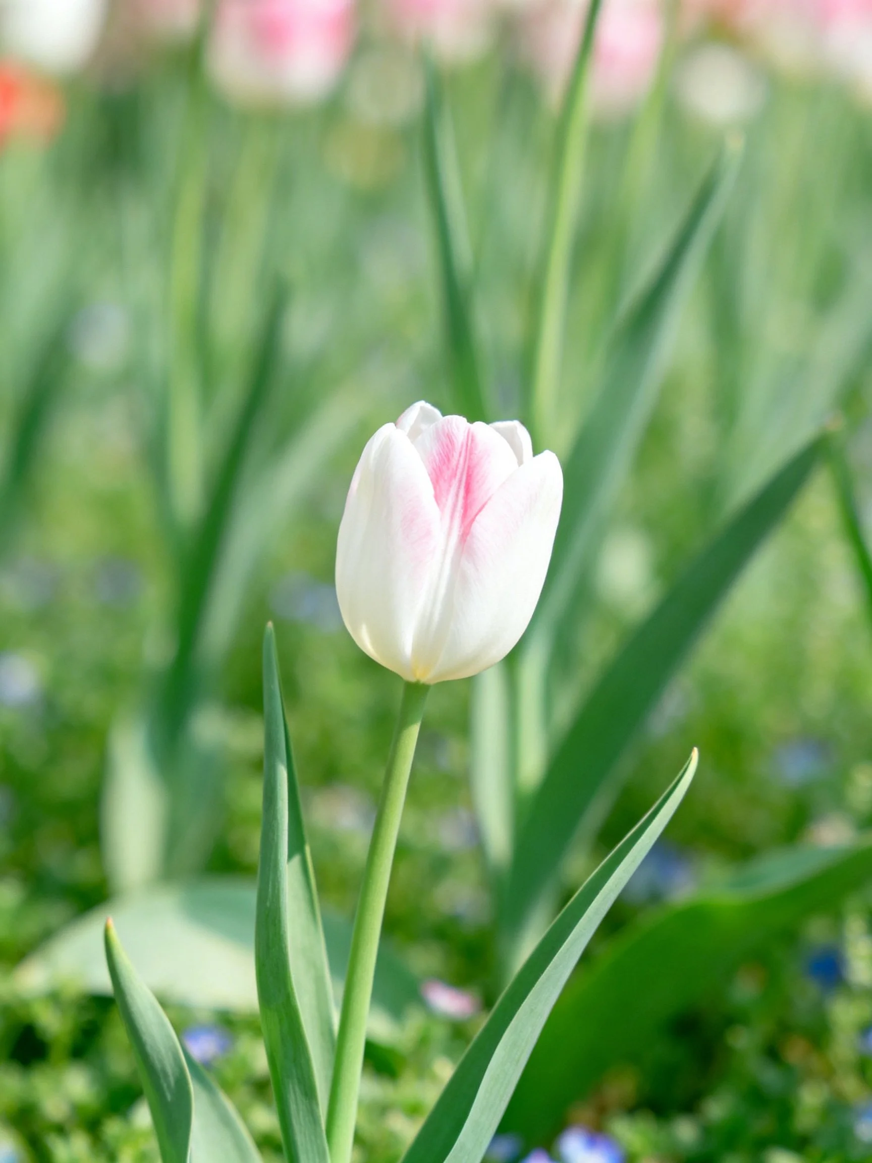A single white tulip with pink streaks among green foliage