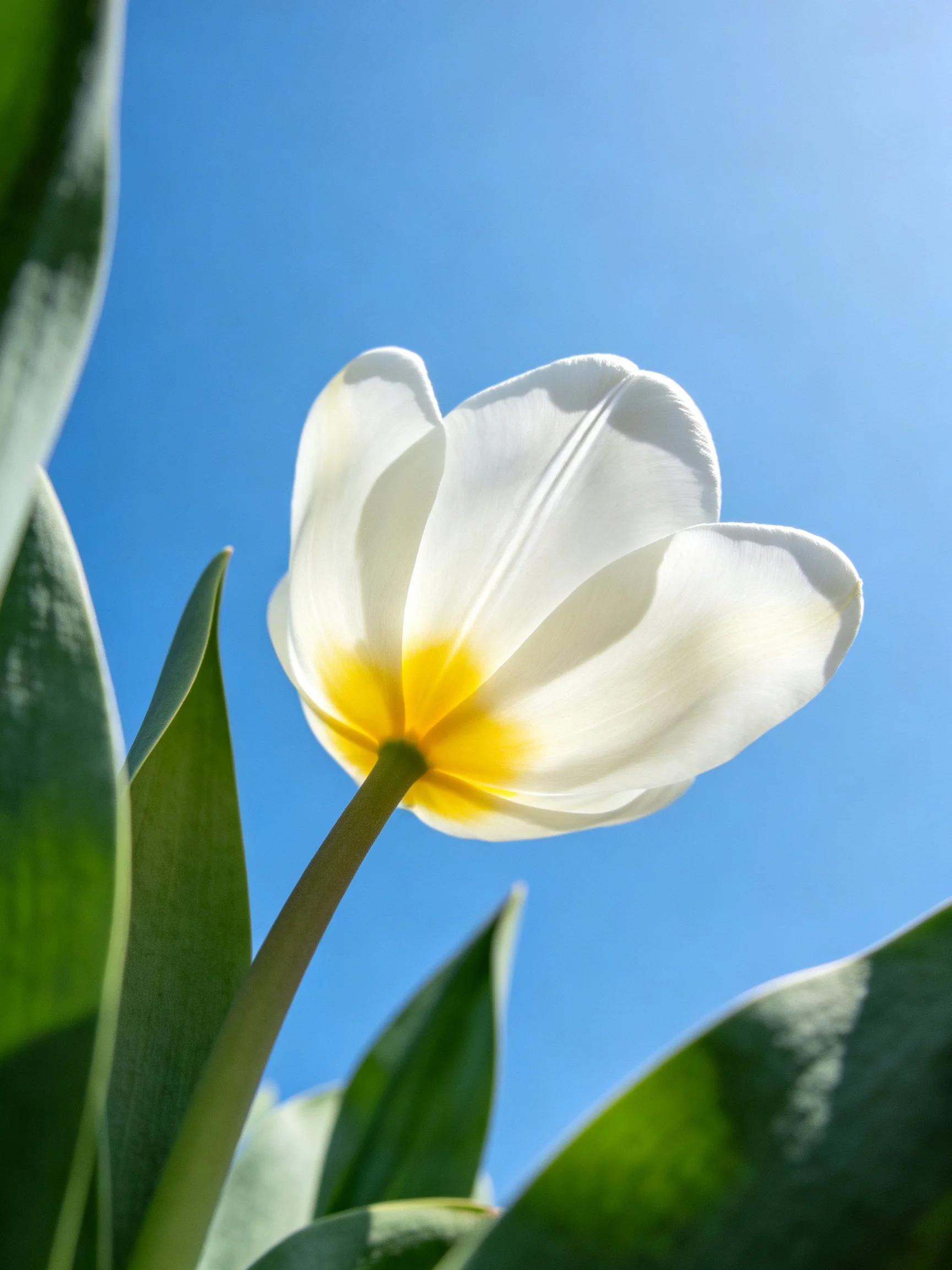 A single white tulip with yellow center under clear blue sky