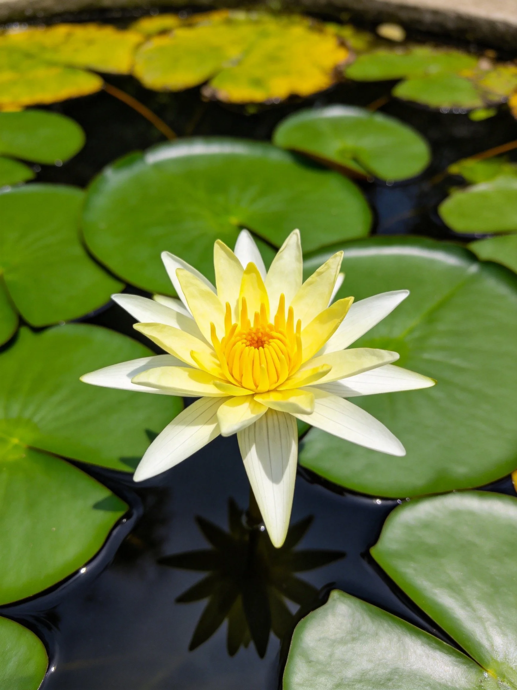 A single yellow and white water lily among green lily pads