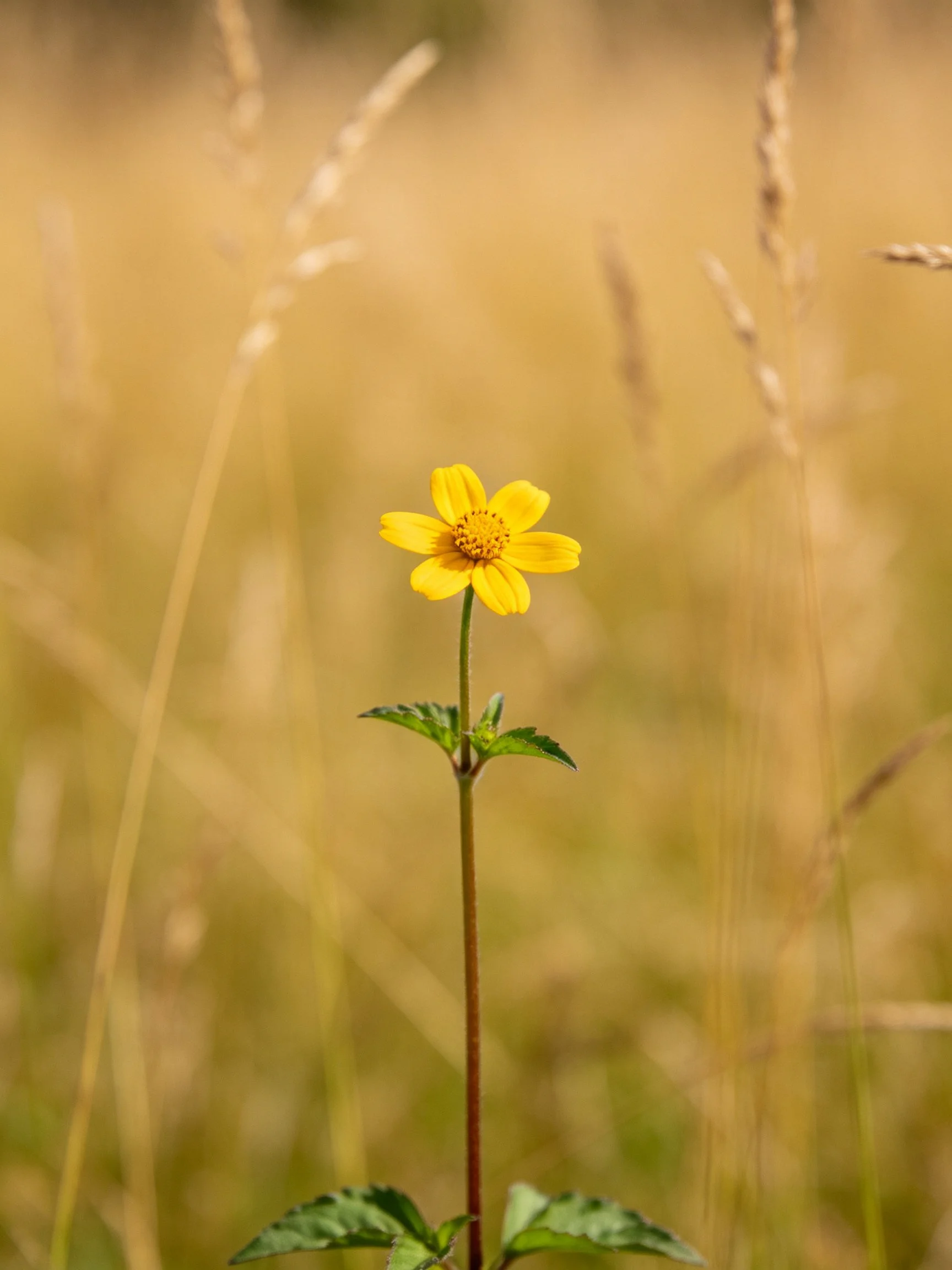 A single yellow flower stands out amid golden wild grasses.