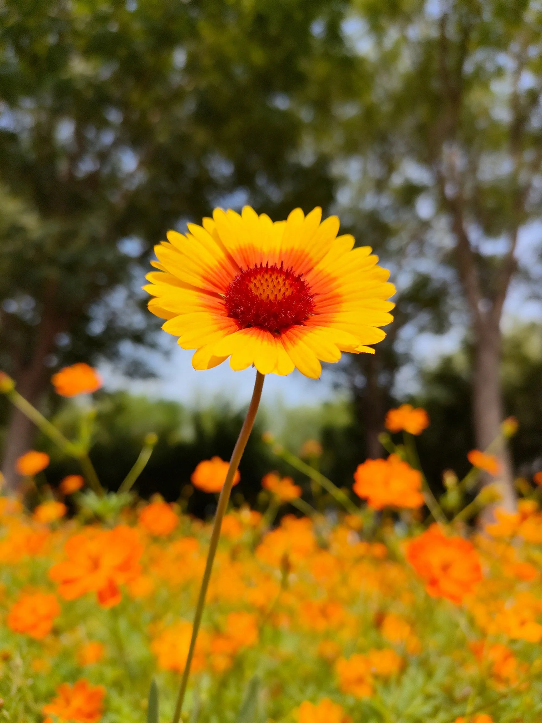 A single yellow flower with orange-red center amid orange blooms and green trees