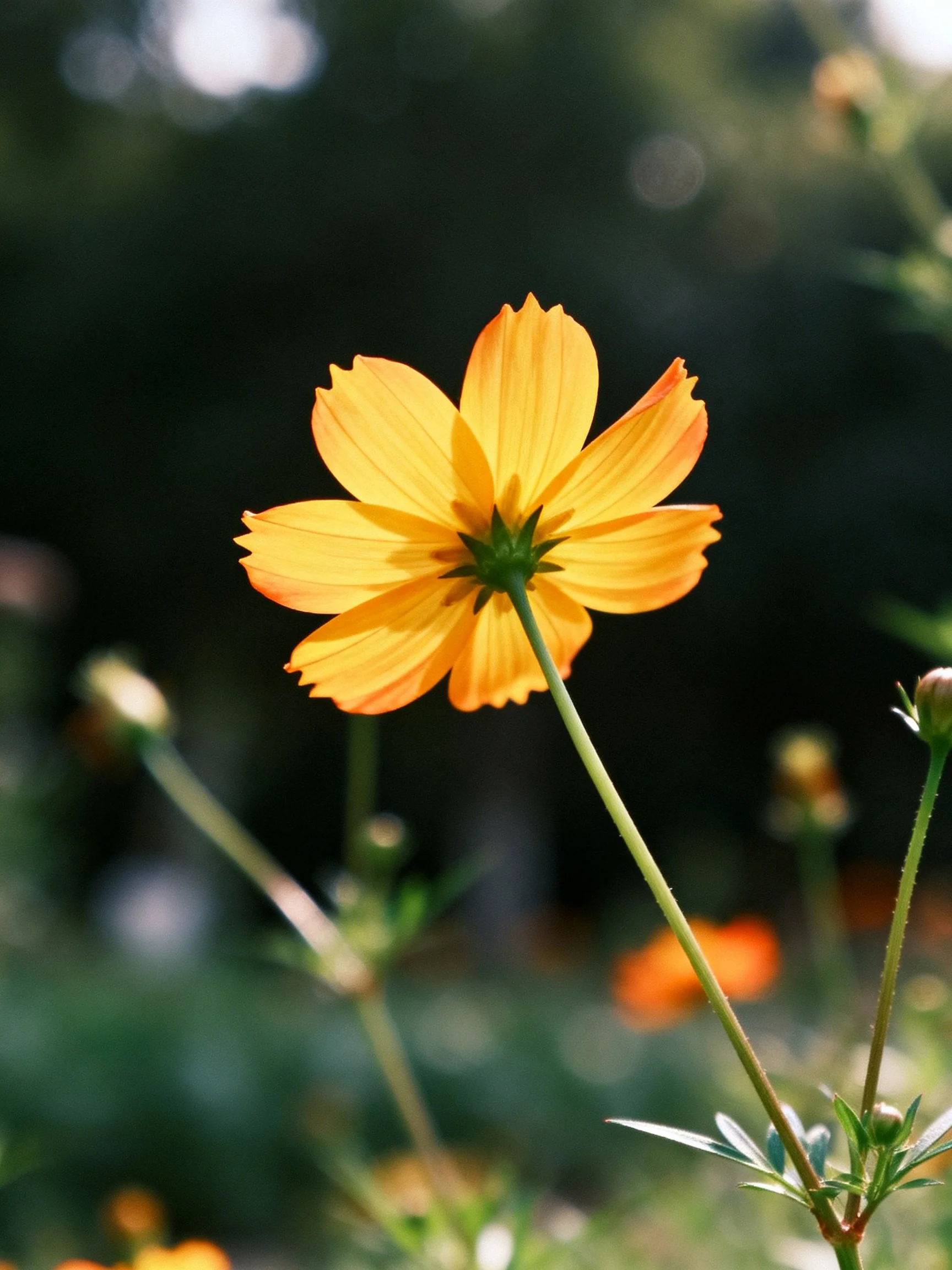 A single yellow-orange cosmos flower with blurred greenery in the background