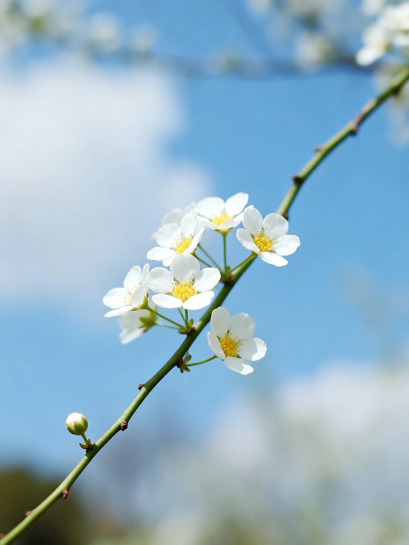 A slender branch bears delicate white flowers with bright yellow centers