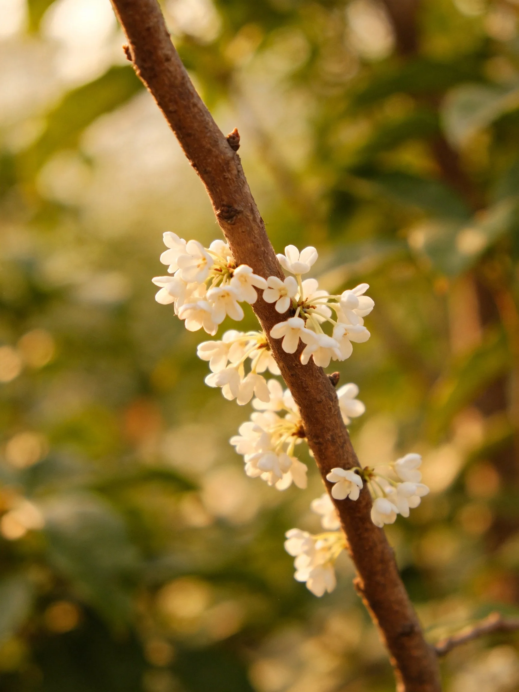 A slender brown branch with clustered white blossoms against green foliage