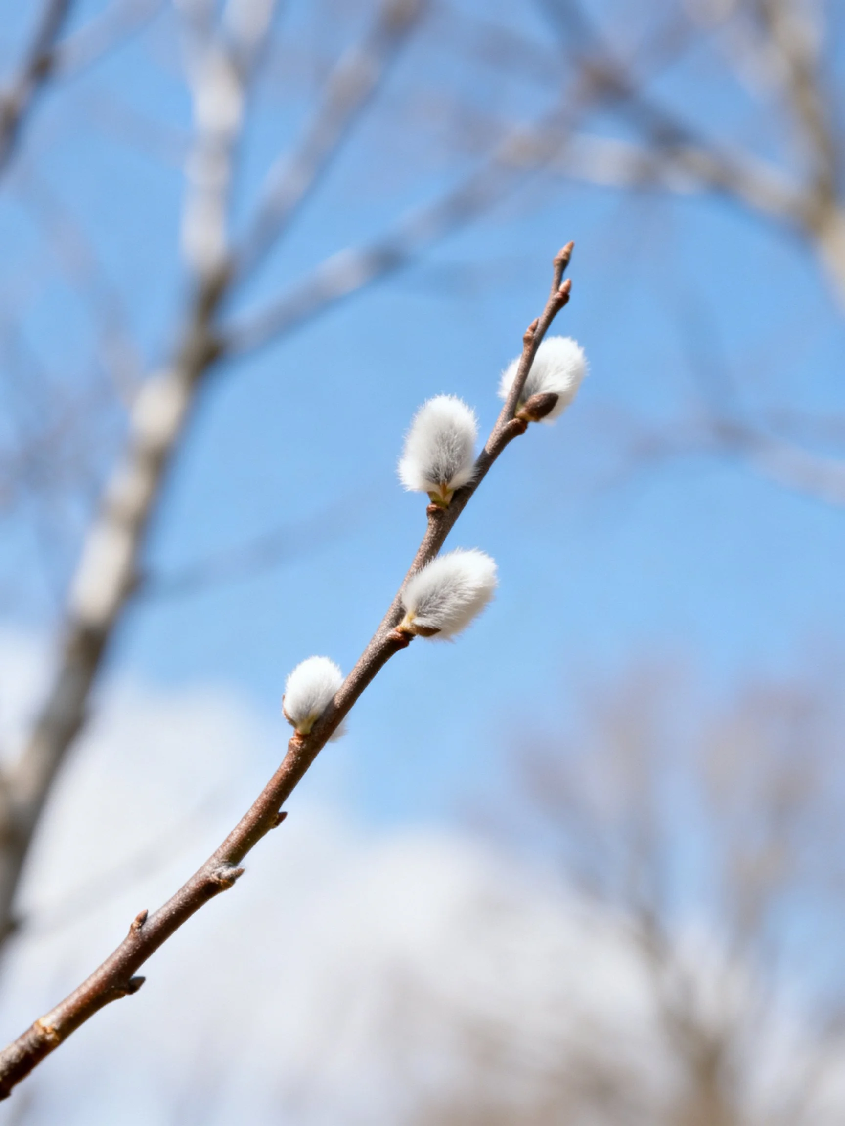 A slender brown willow branch with four soft white buds