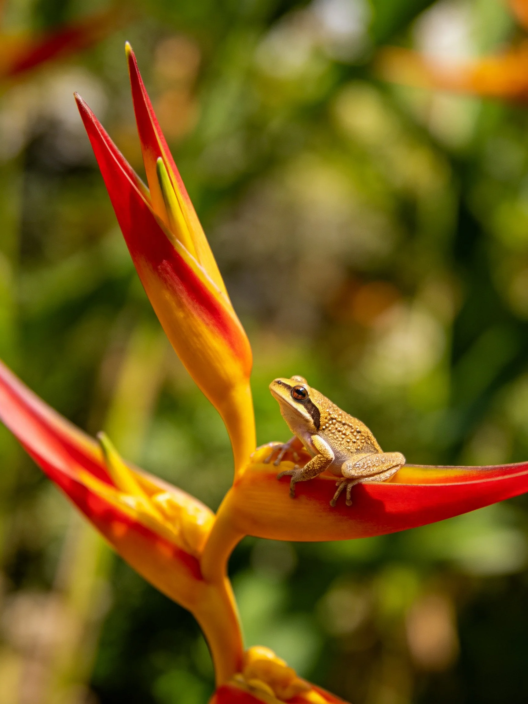 A small brown frog perches on vibrant red-yellow heliconia flowers