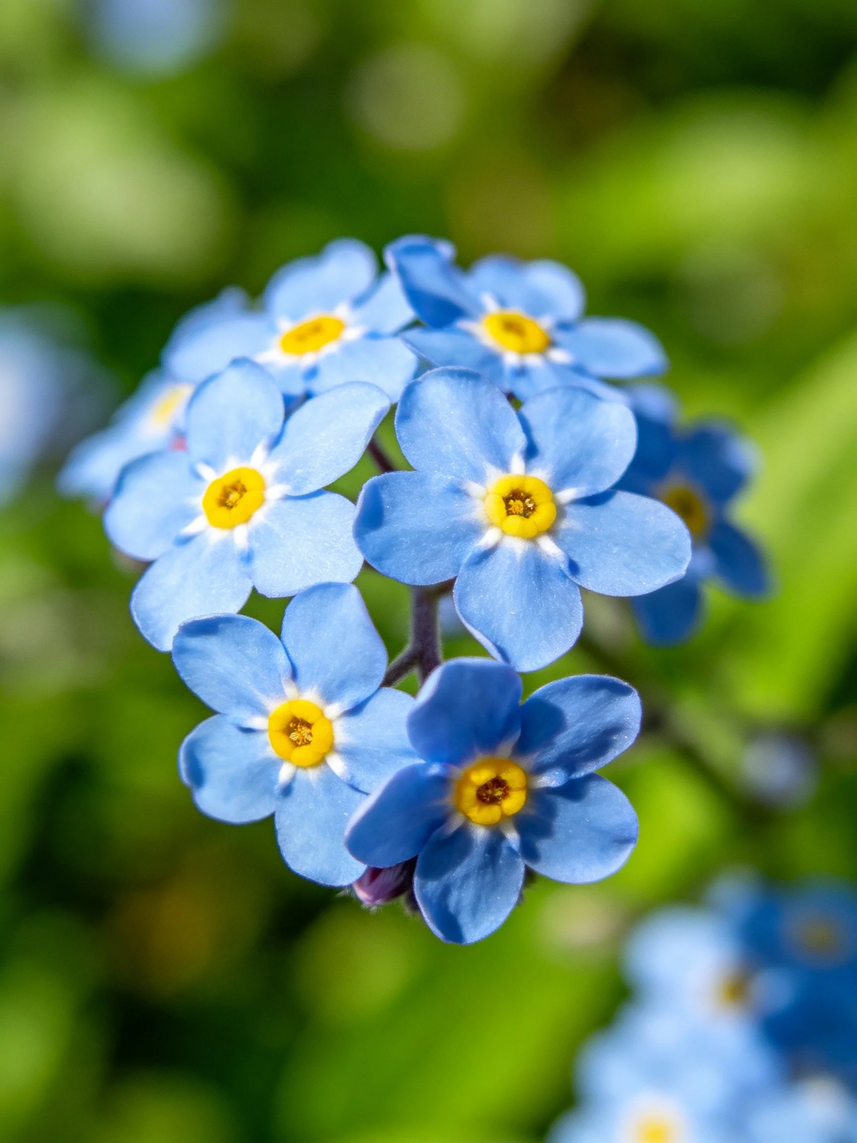 A small cluster of vibrant blue forget-me-not flowers with bright yellow centers