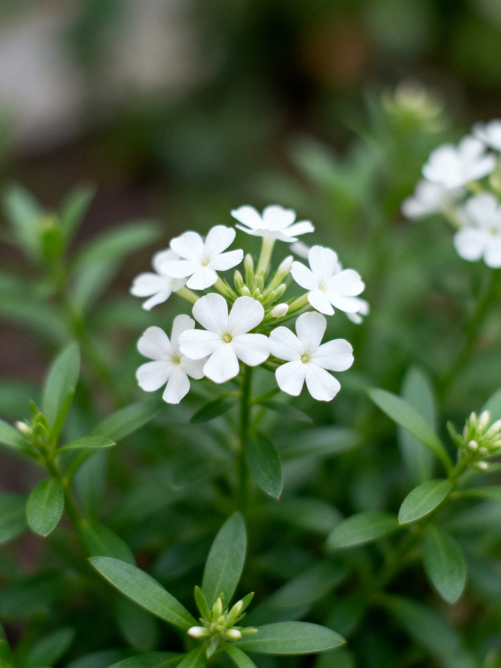 A small cluster of white flowers amidst lush green foliage