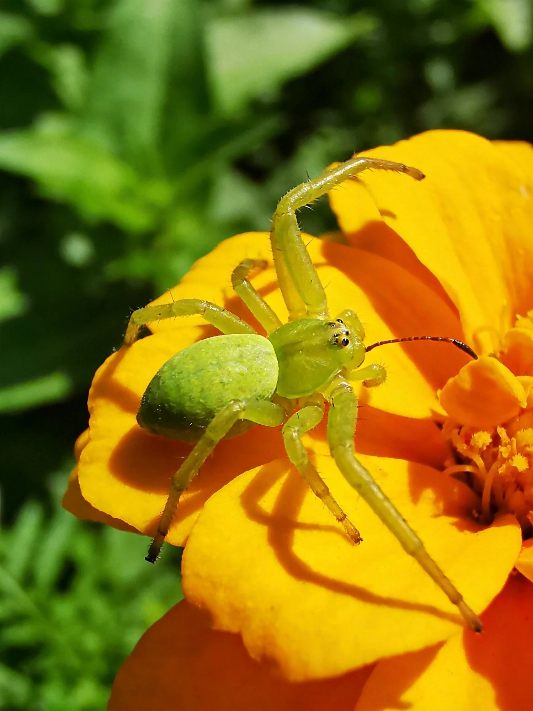 A small green spider rests on a vibrant orange-yellow flower