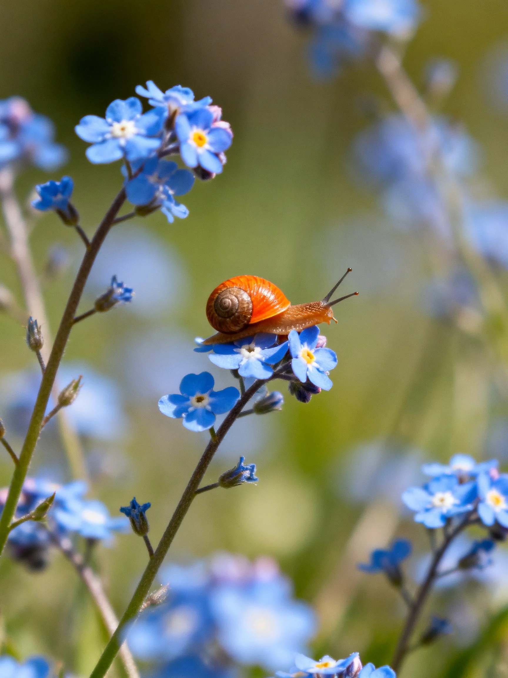 A small orange snail on vibrant blue forget - me - not flowers