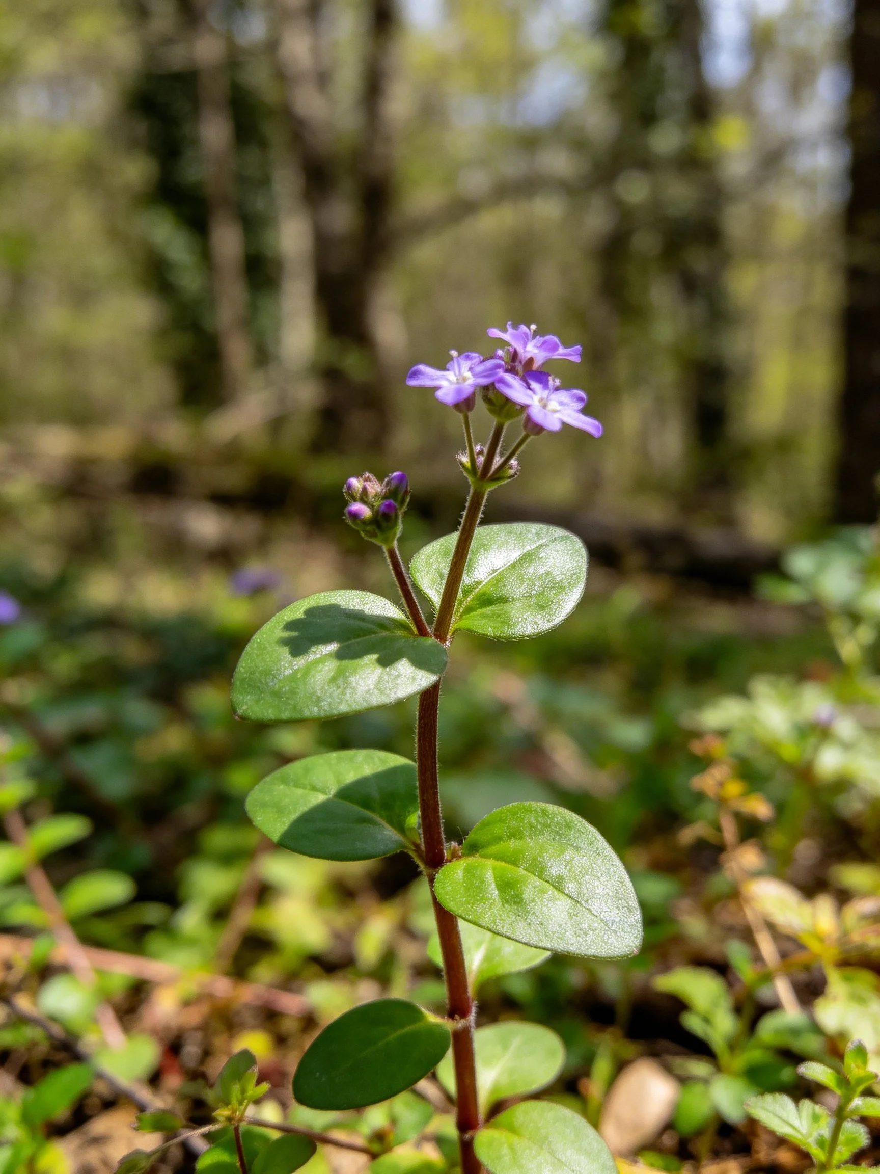 A small plant with purple flowers in a sunlit forest clearing
