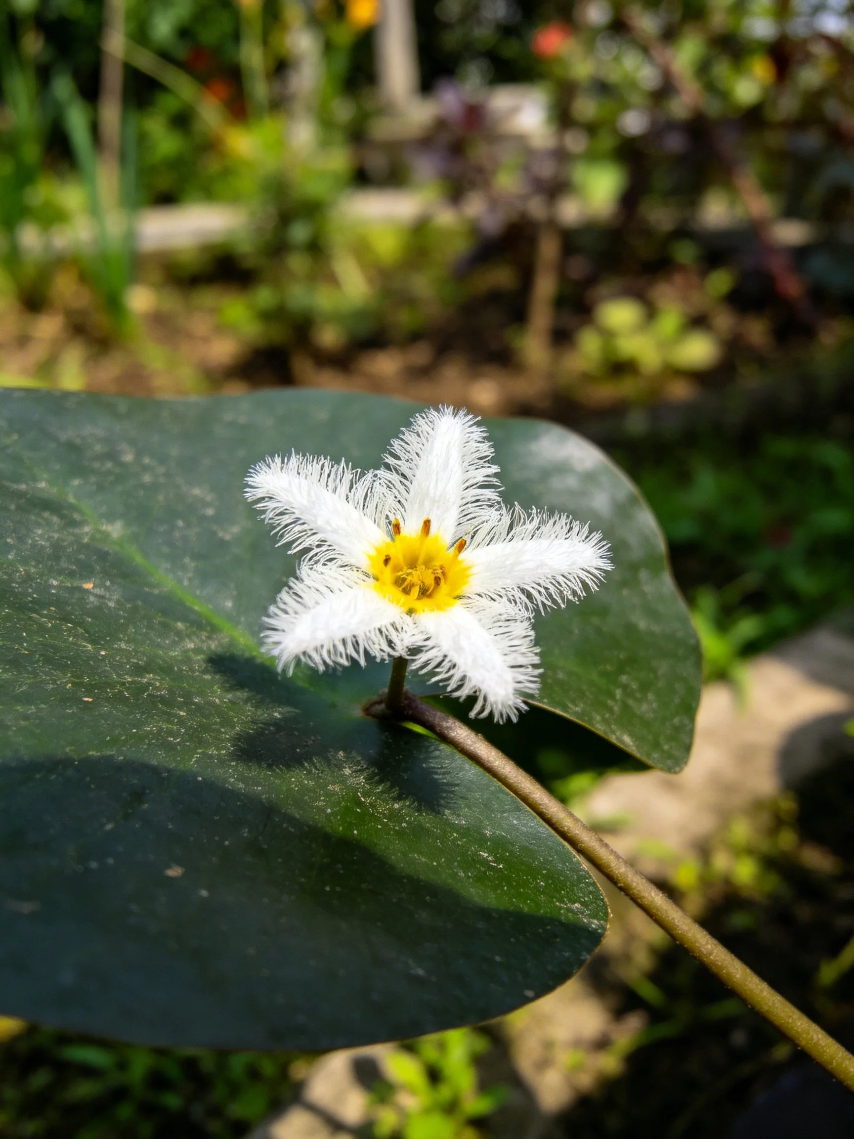 A small white fringed flower with yellow center on broad green leaf