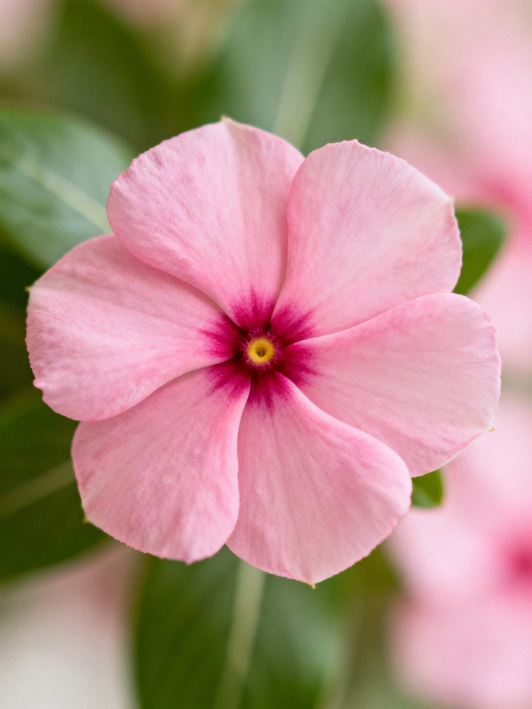 A soft pink flower with five petals and a dark central area