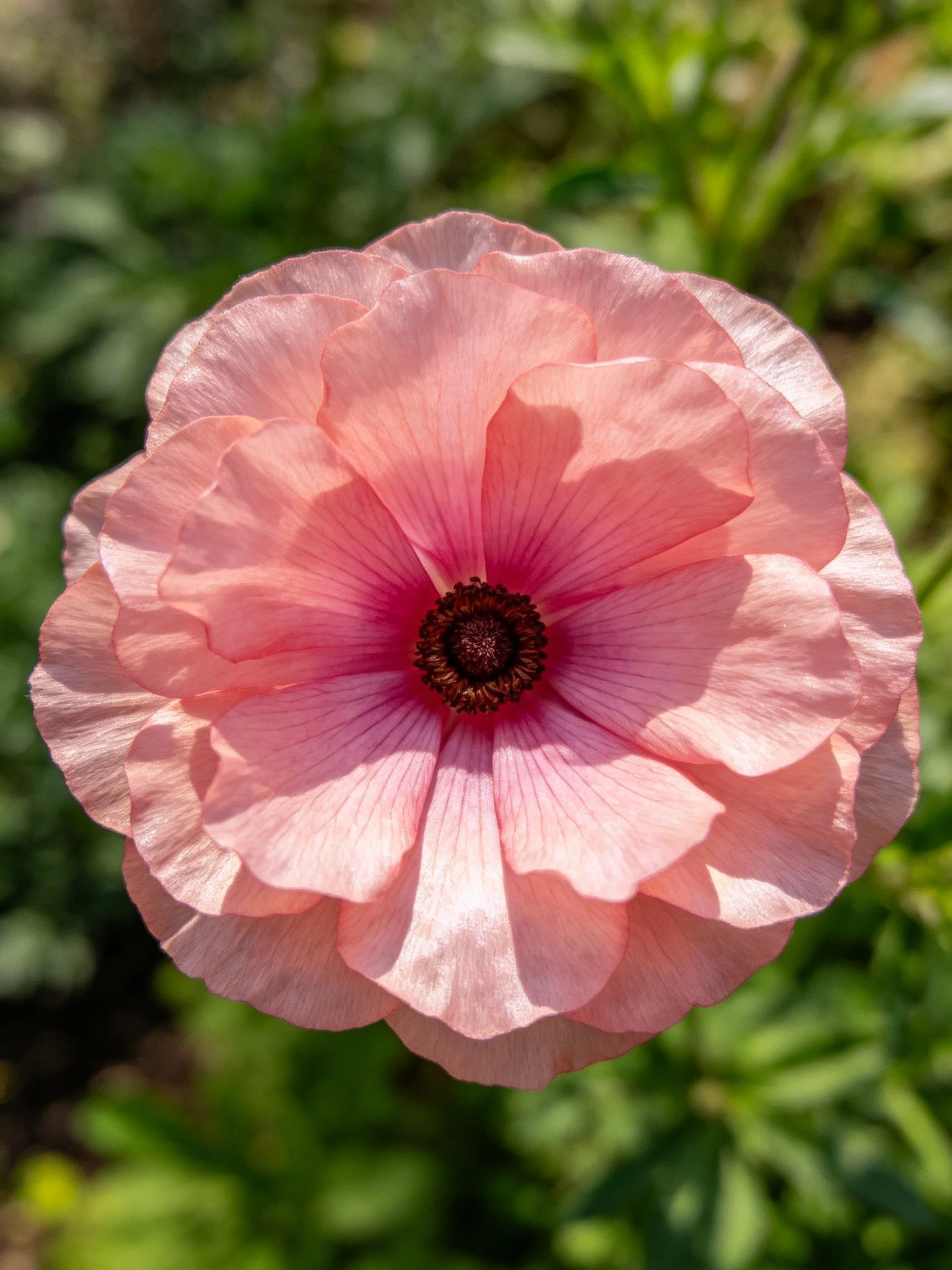 A soft pink flower with layered delicate petals