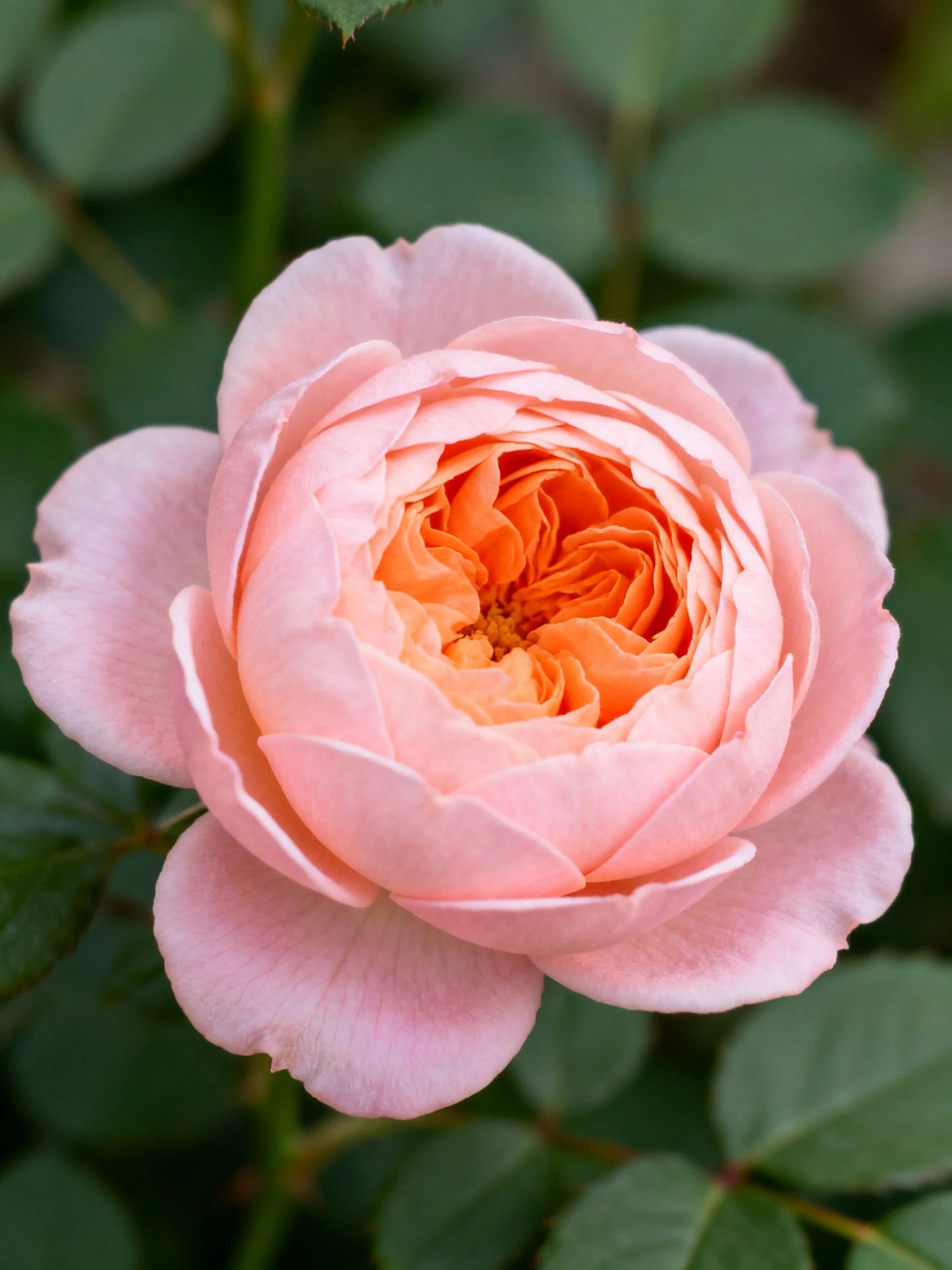 A soft pink rose with vibrant orange center amidst green foliage