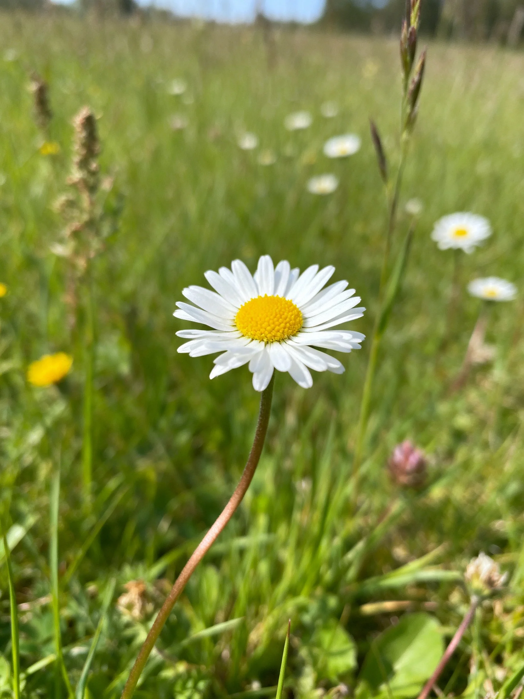 A solitary daisy blooms amid lush green meadow vegetation