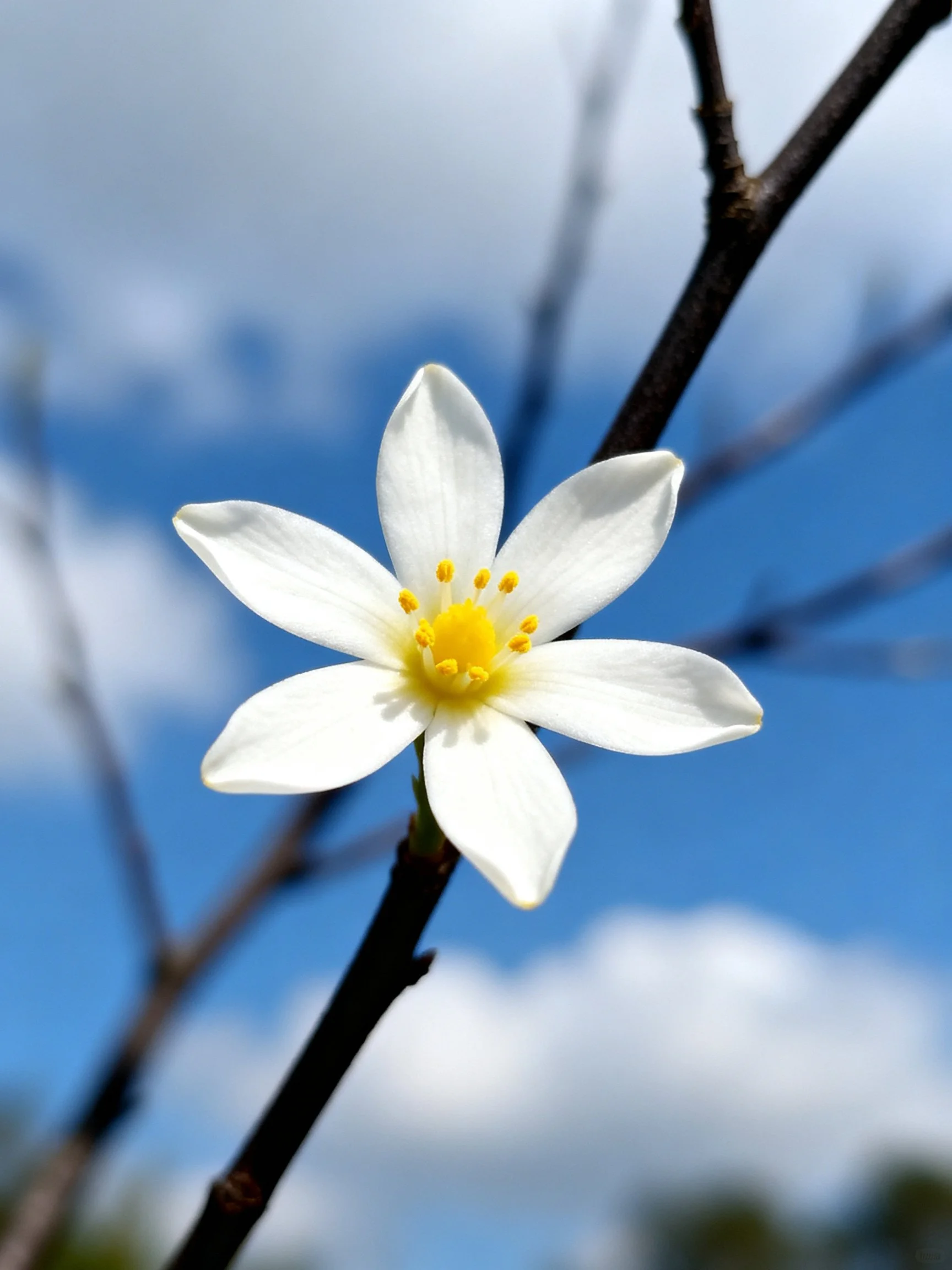 A solitary white flower blooms on a dark branch against a bright blue sky