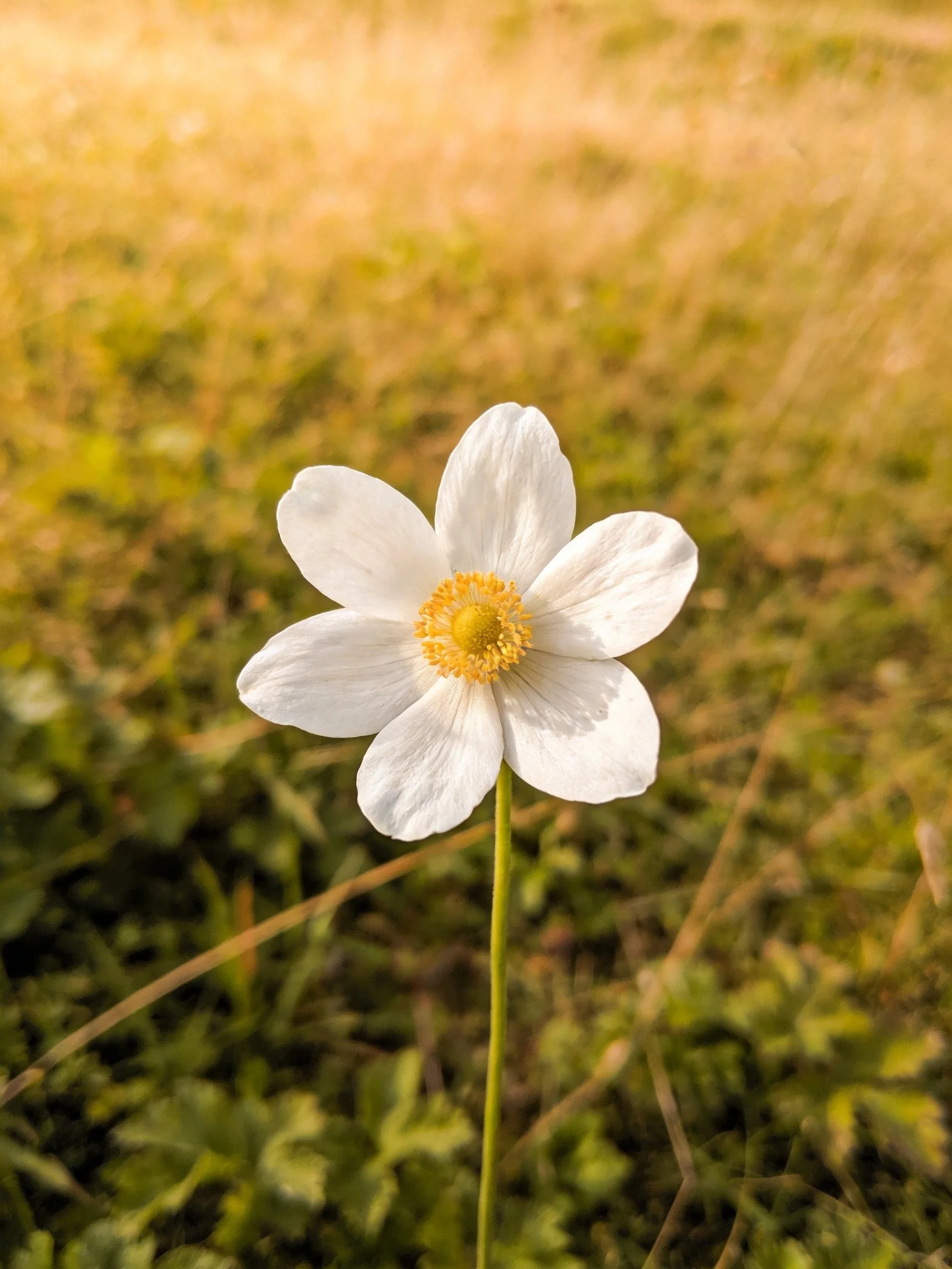 A solitary white flower with a yellow centeramid blurred greenery