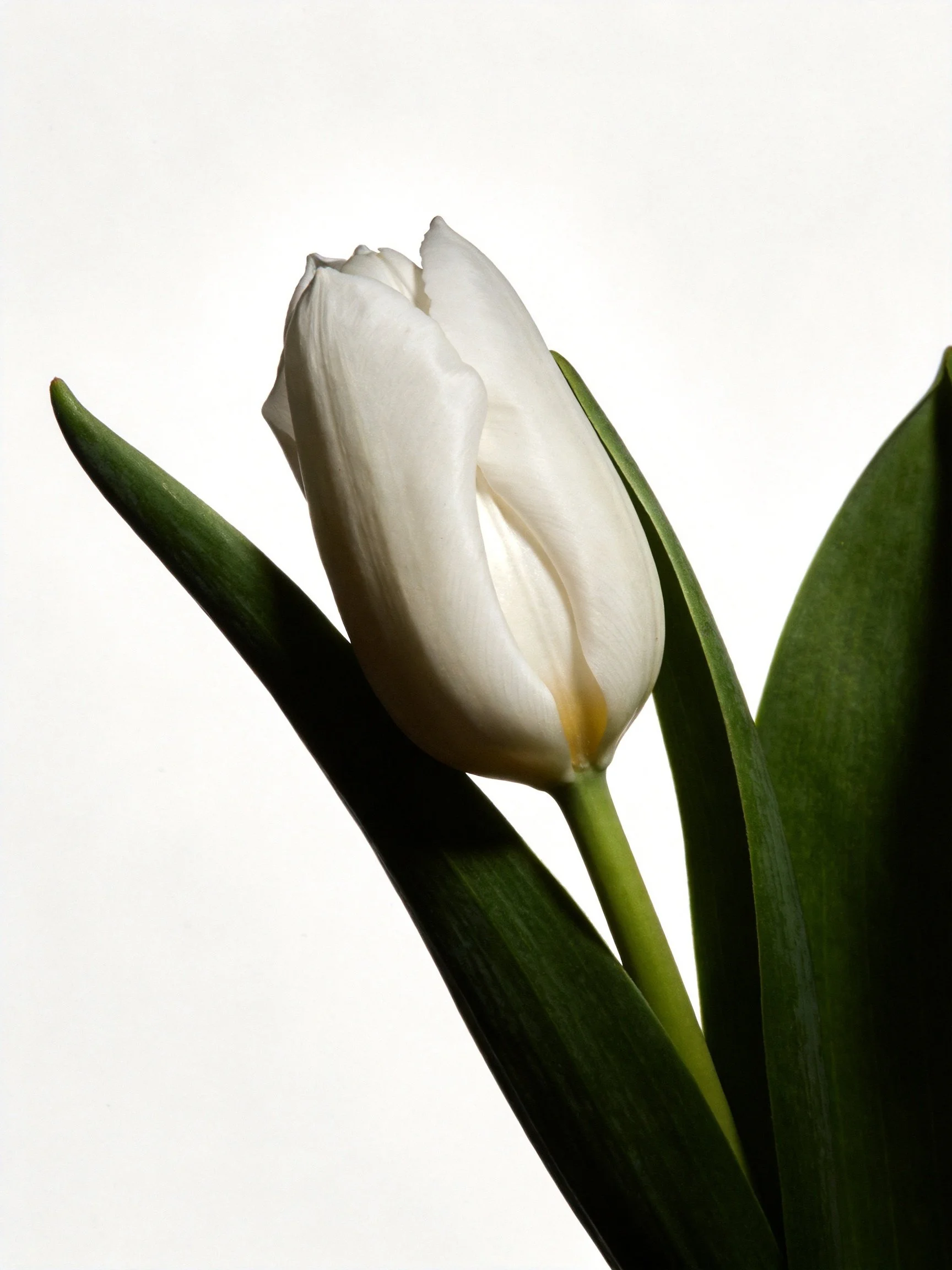 A solitary white tulip with vibrant green leaves