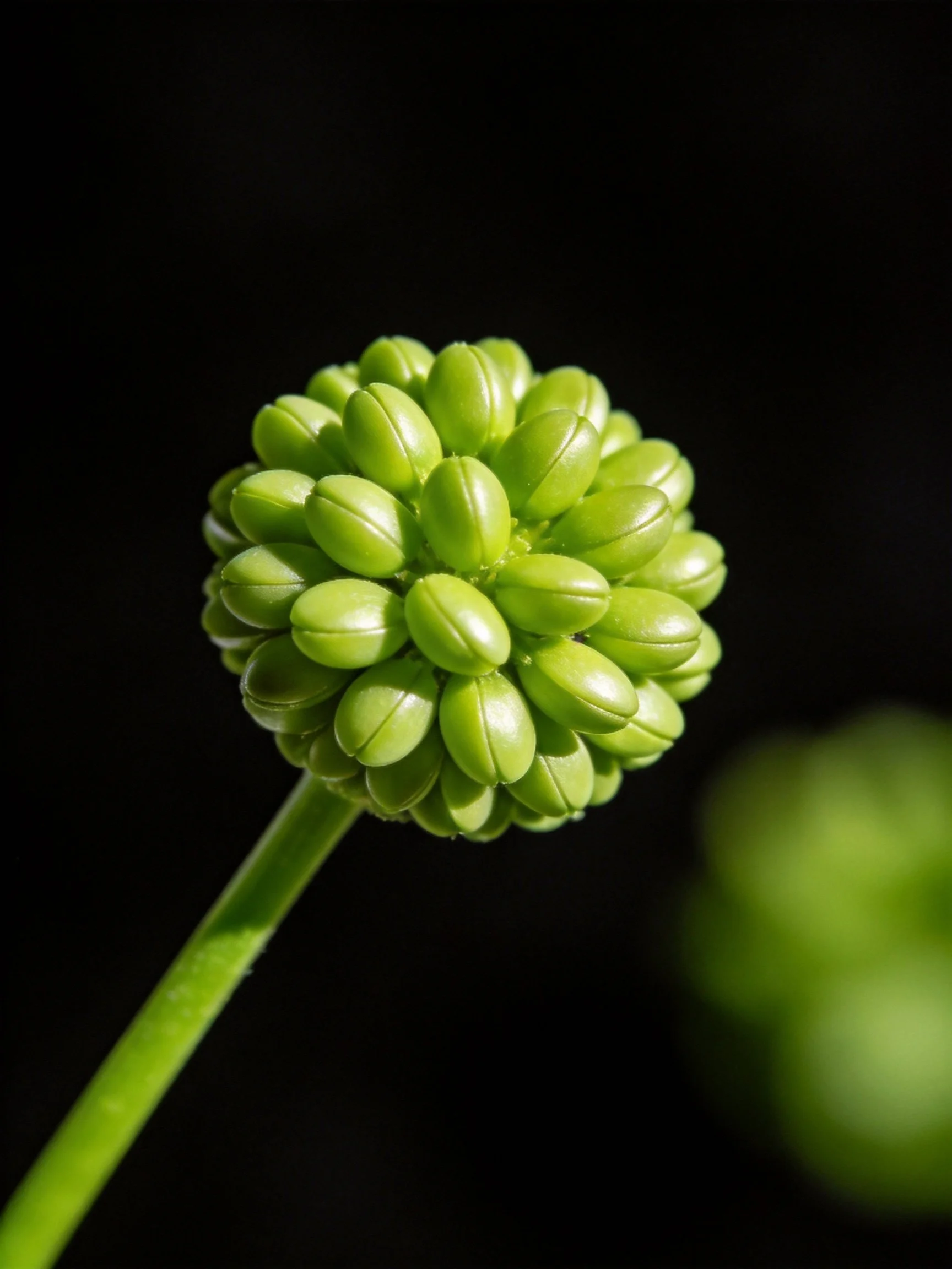 A spherical cluster of bright green seed pods on a slender stem