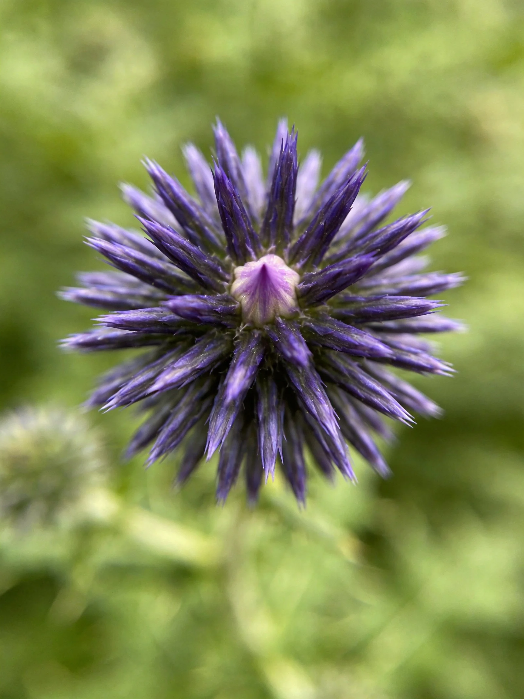 A spherical purple flower with spiky petals against a green blurred background