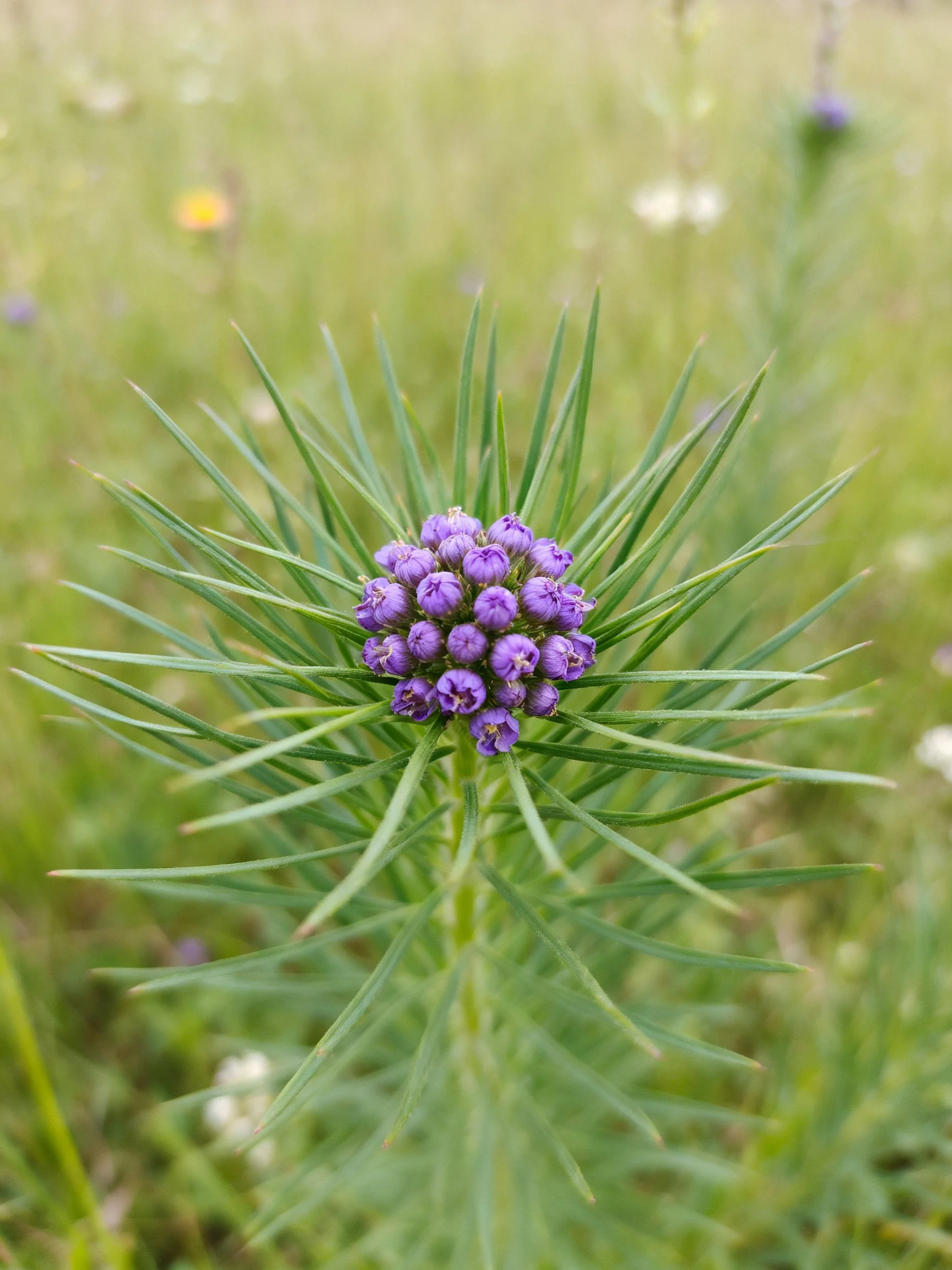 A spiky-leaved plant with clustered purple flower clusters