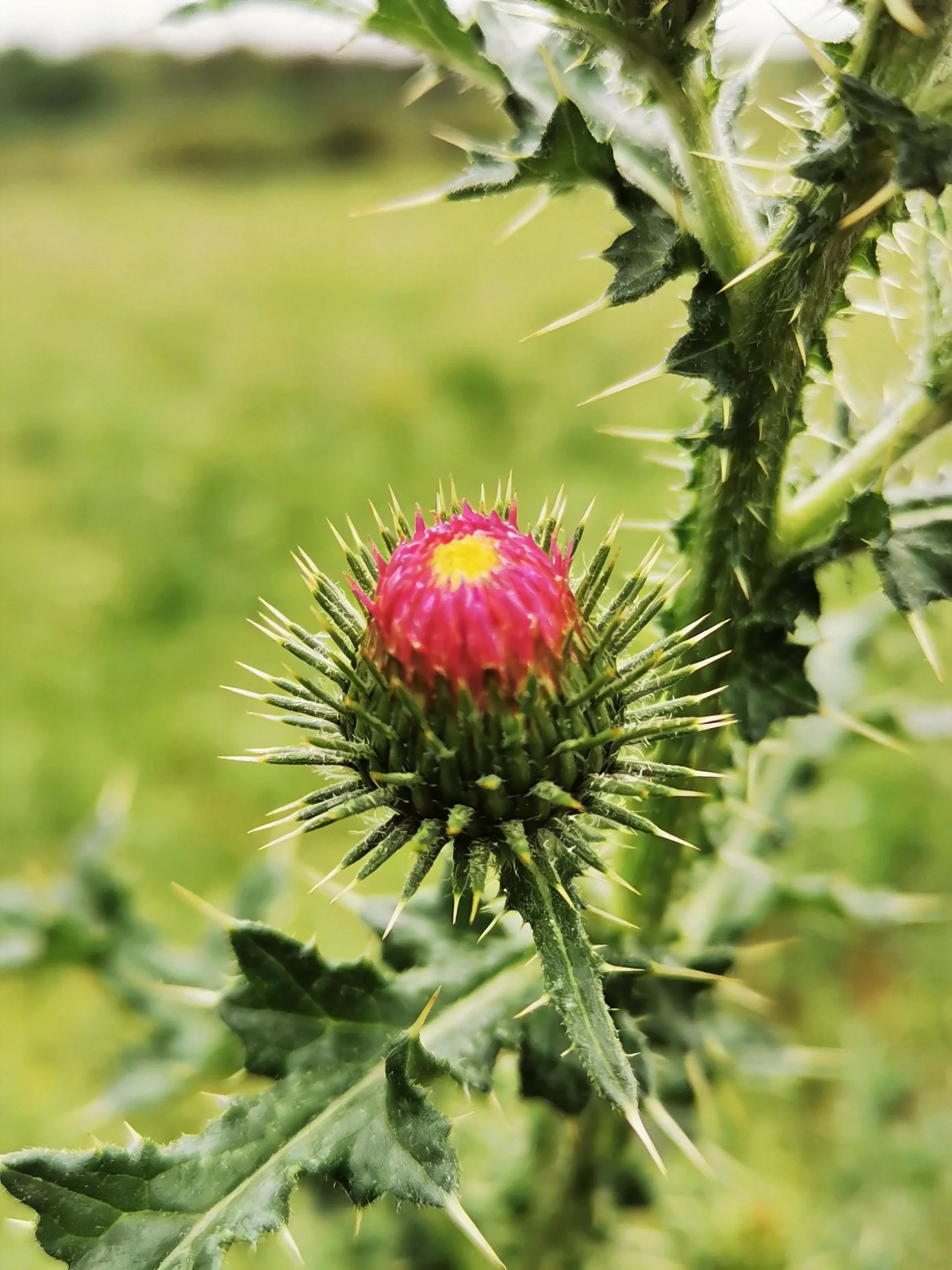 A spiky thistle bud with vibrant pink petals and sharp green bracts