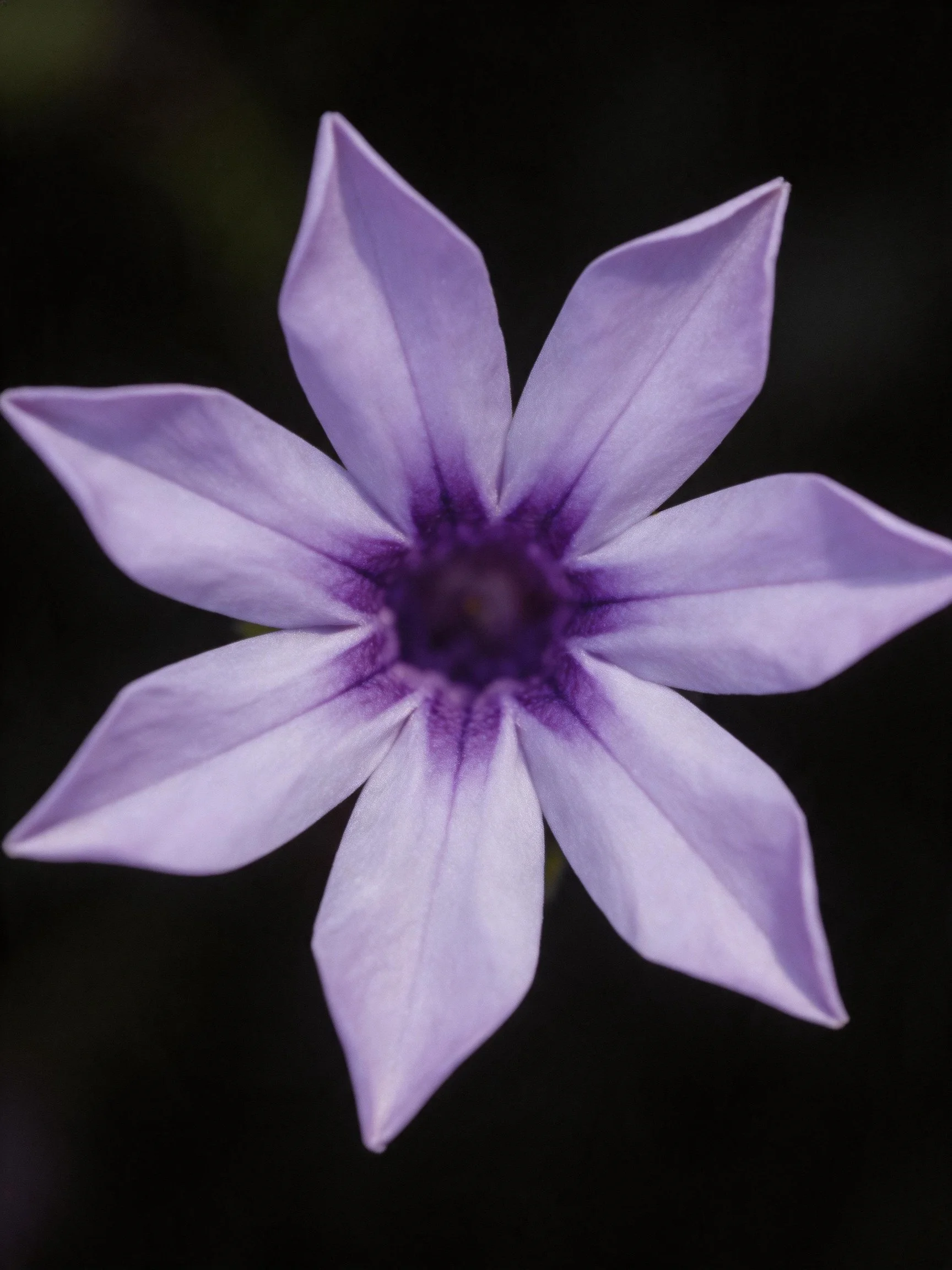 A star - shaped purple flower with a deep violet center