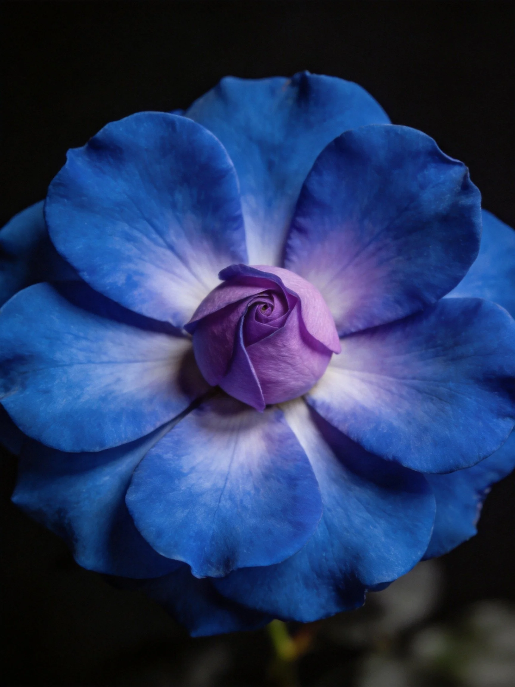 A striking blue rose with purple center on dark background