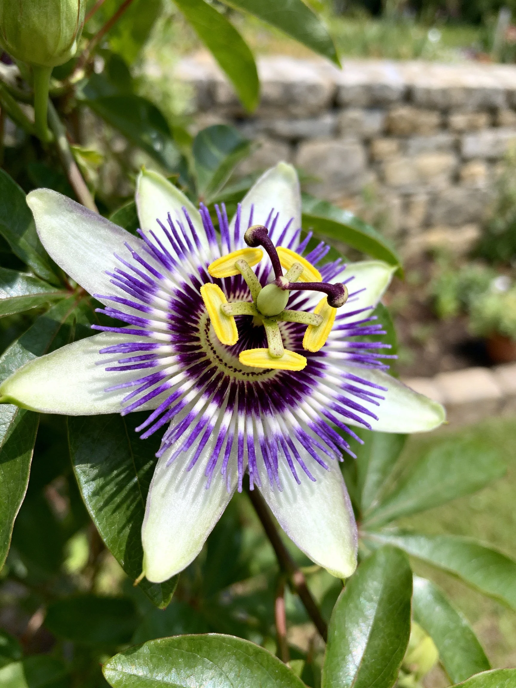 A striking passionflower with purple, white, and yellow details