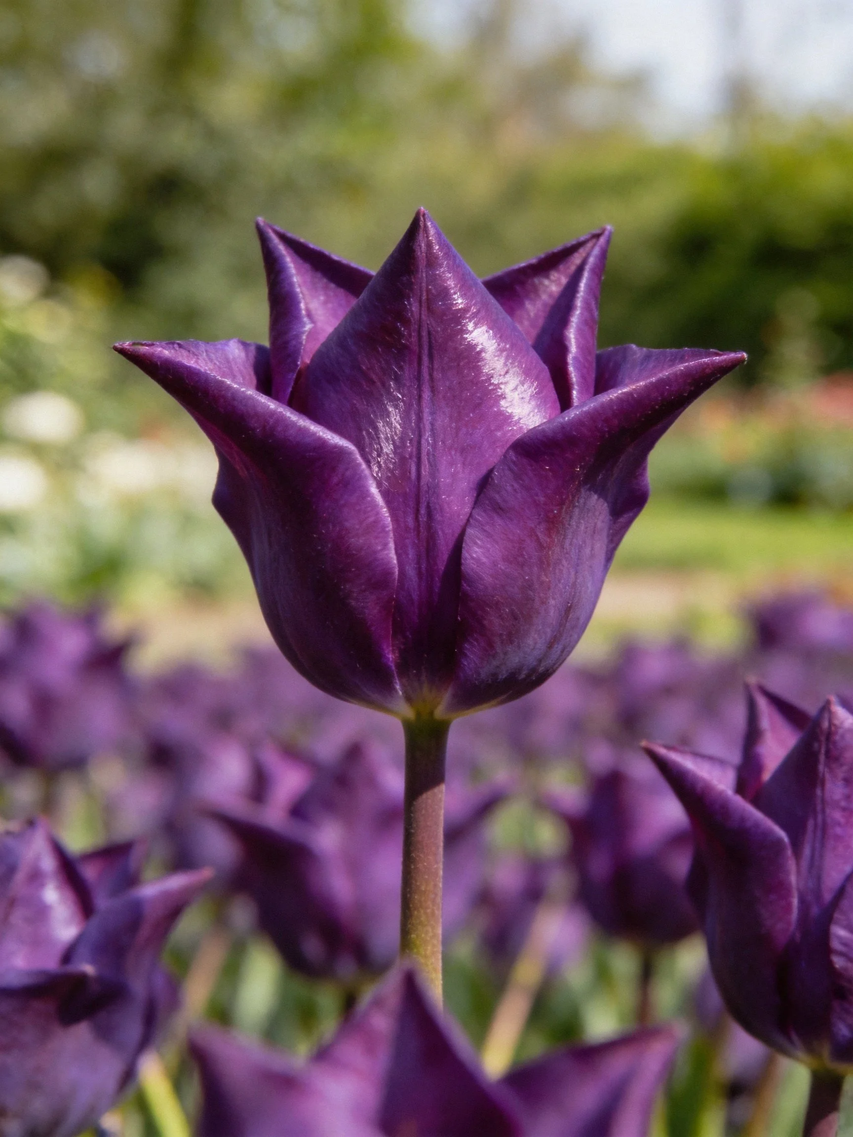 A striking purple tulip with pointed petals amid a garden of similar blooms