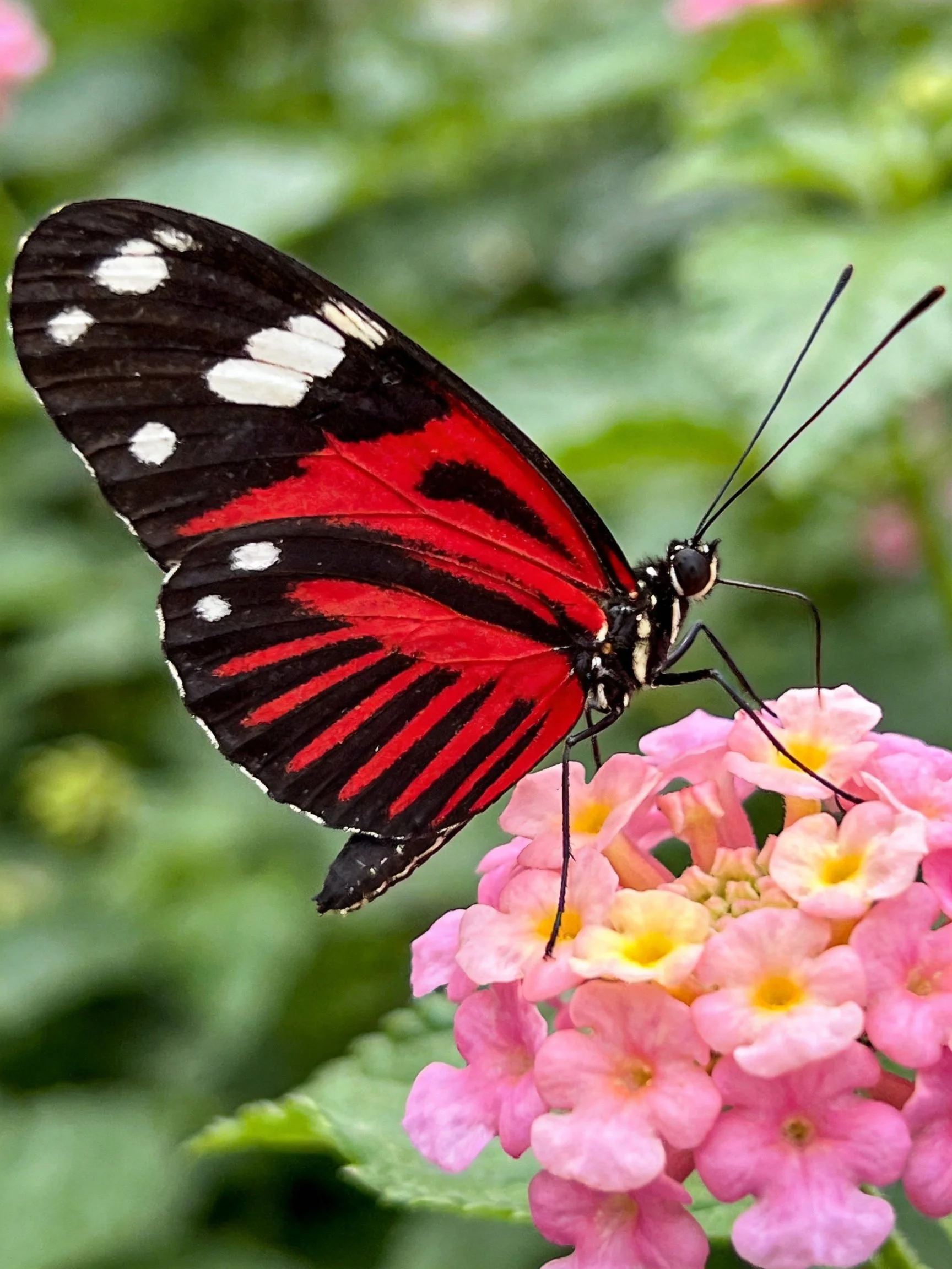 A striking red and black butterfly perched on pink clustered flowers