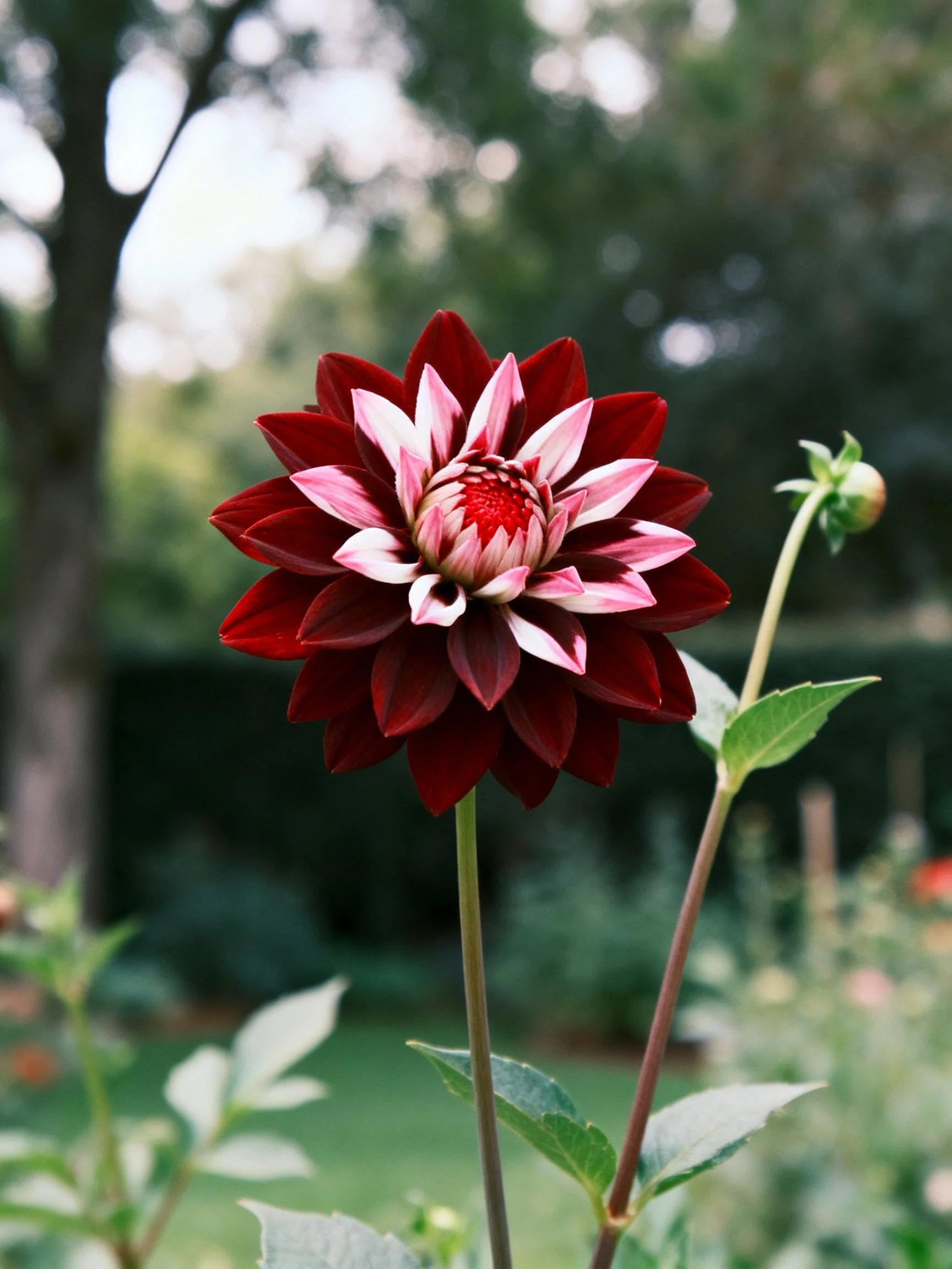 A striking red and pink dahlia blooms in a garden landscape