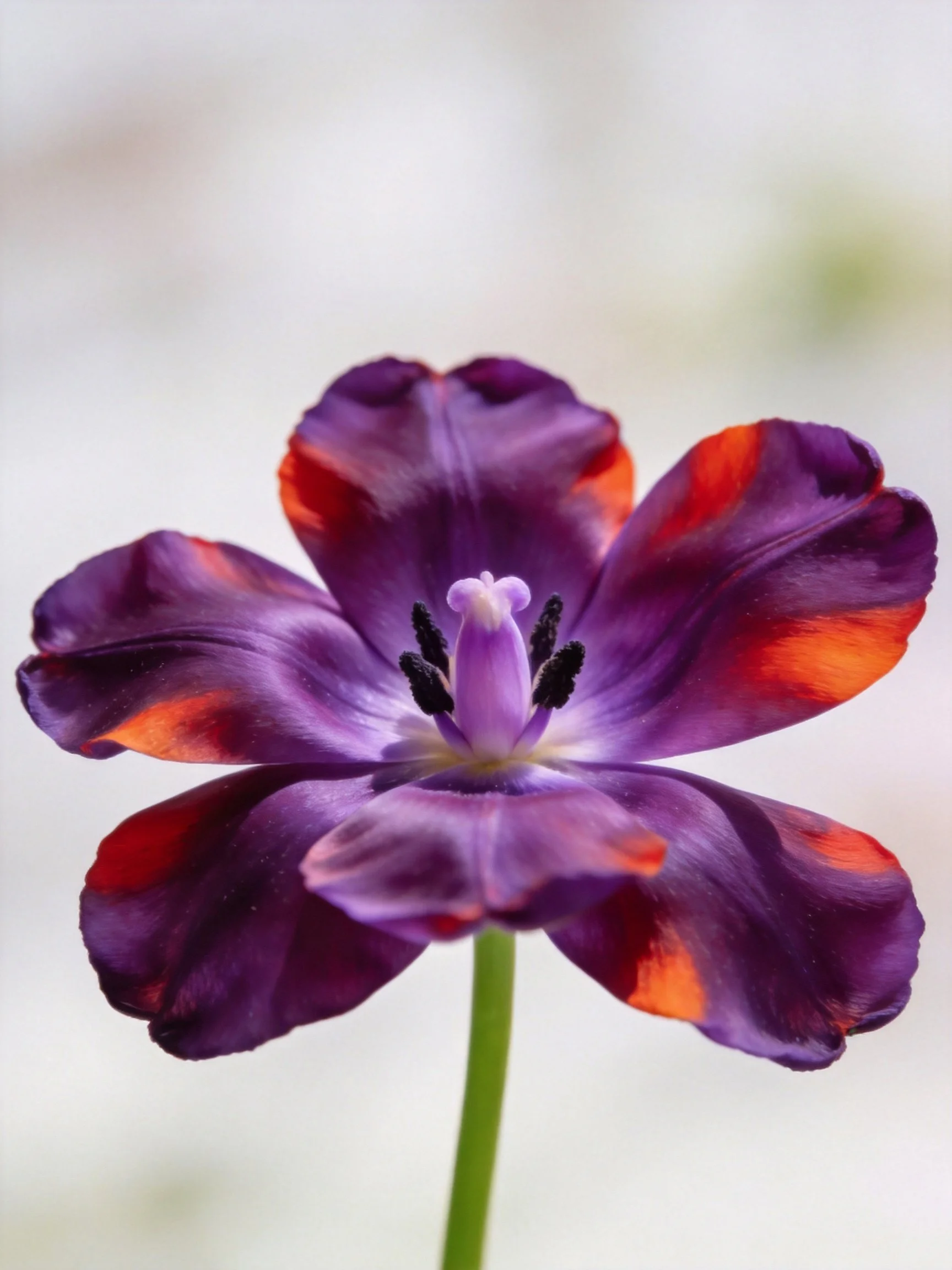 A striking tulip with purple and orange petals