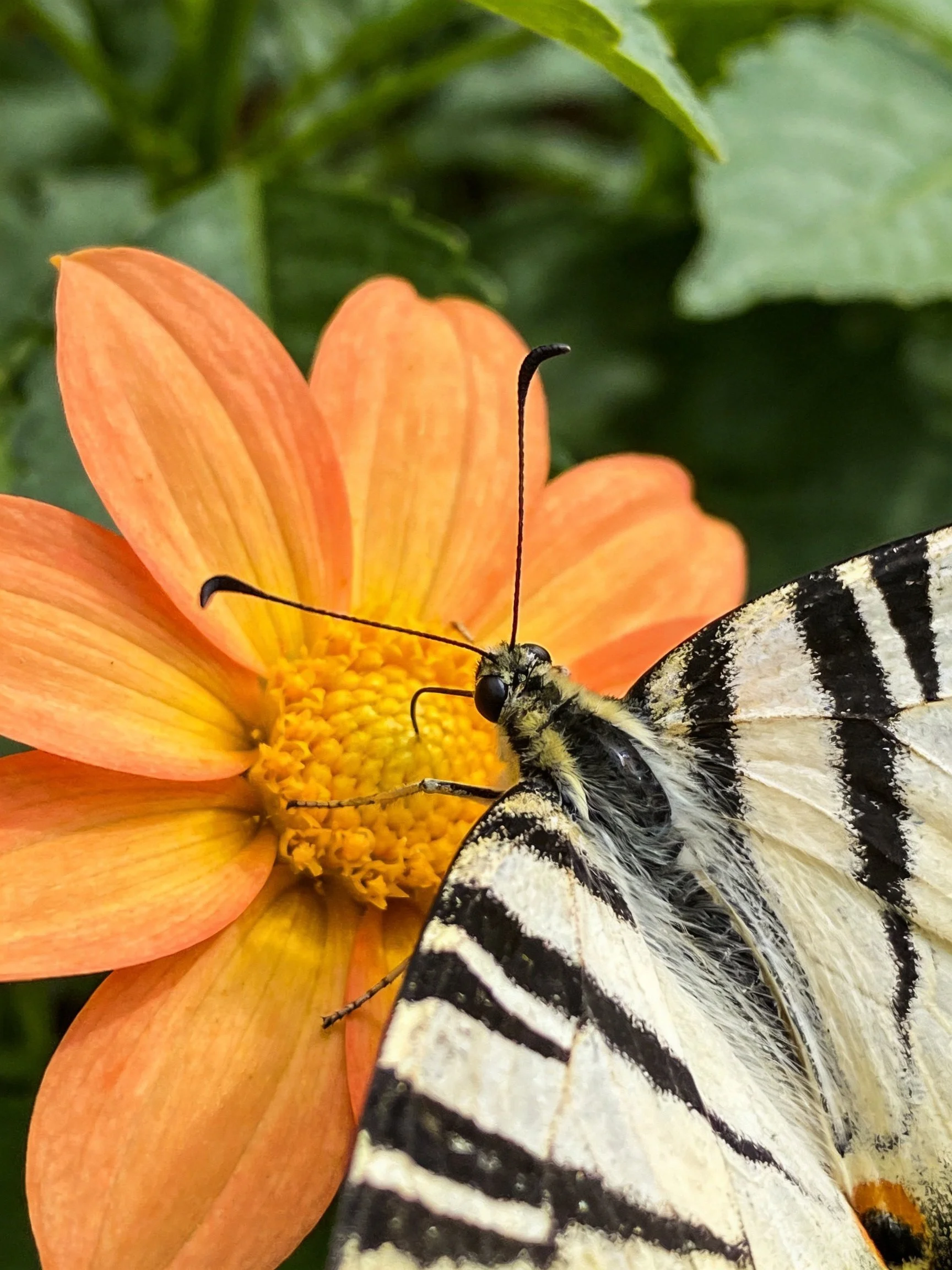 A striped butterfly perched on an orange-yellow flower