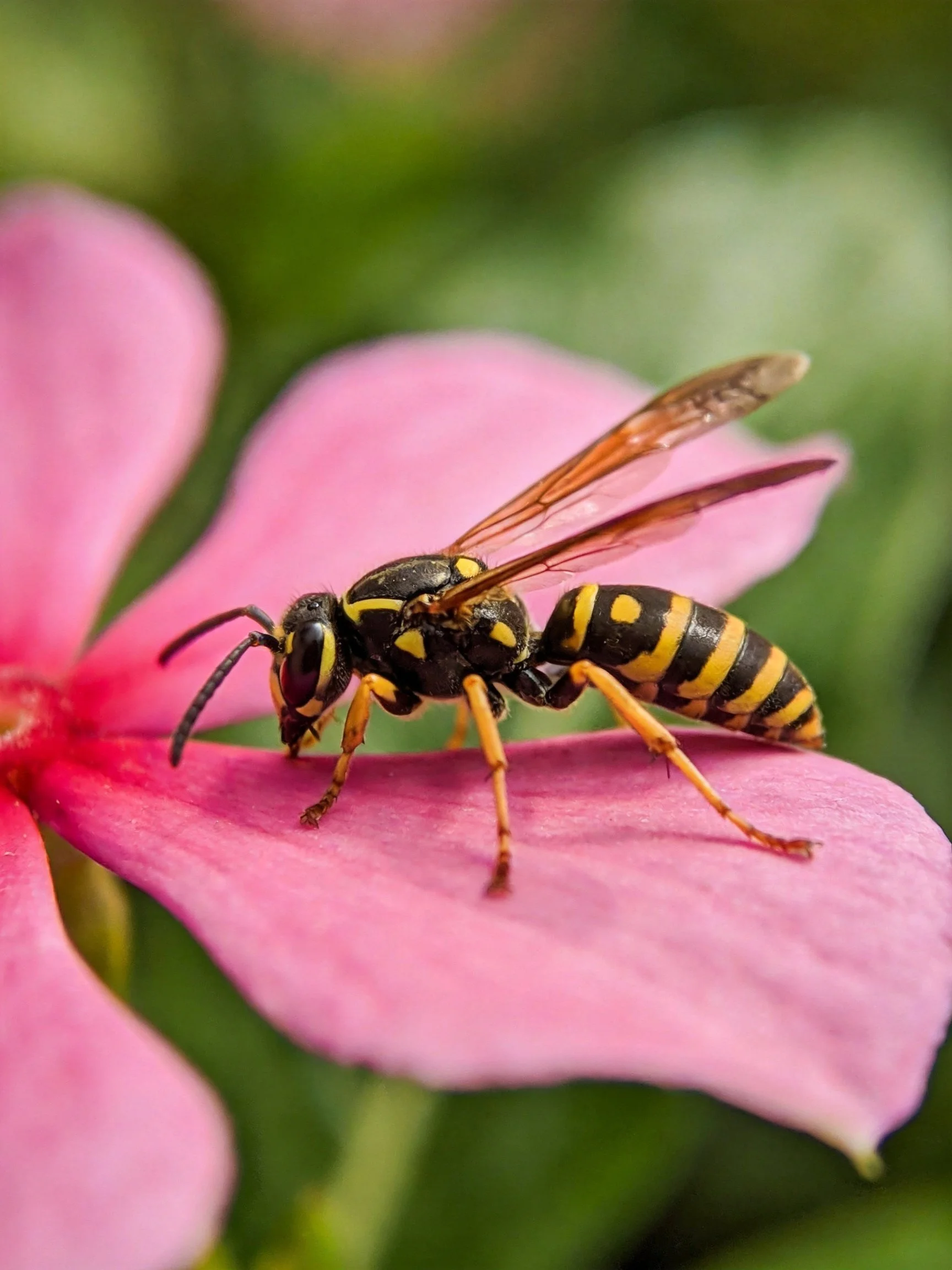 A striped wasp perches on a vibrant pink flower