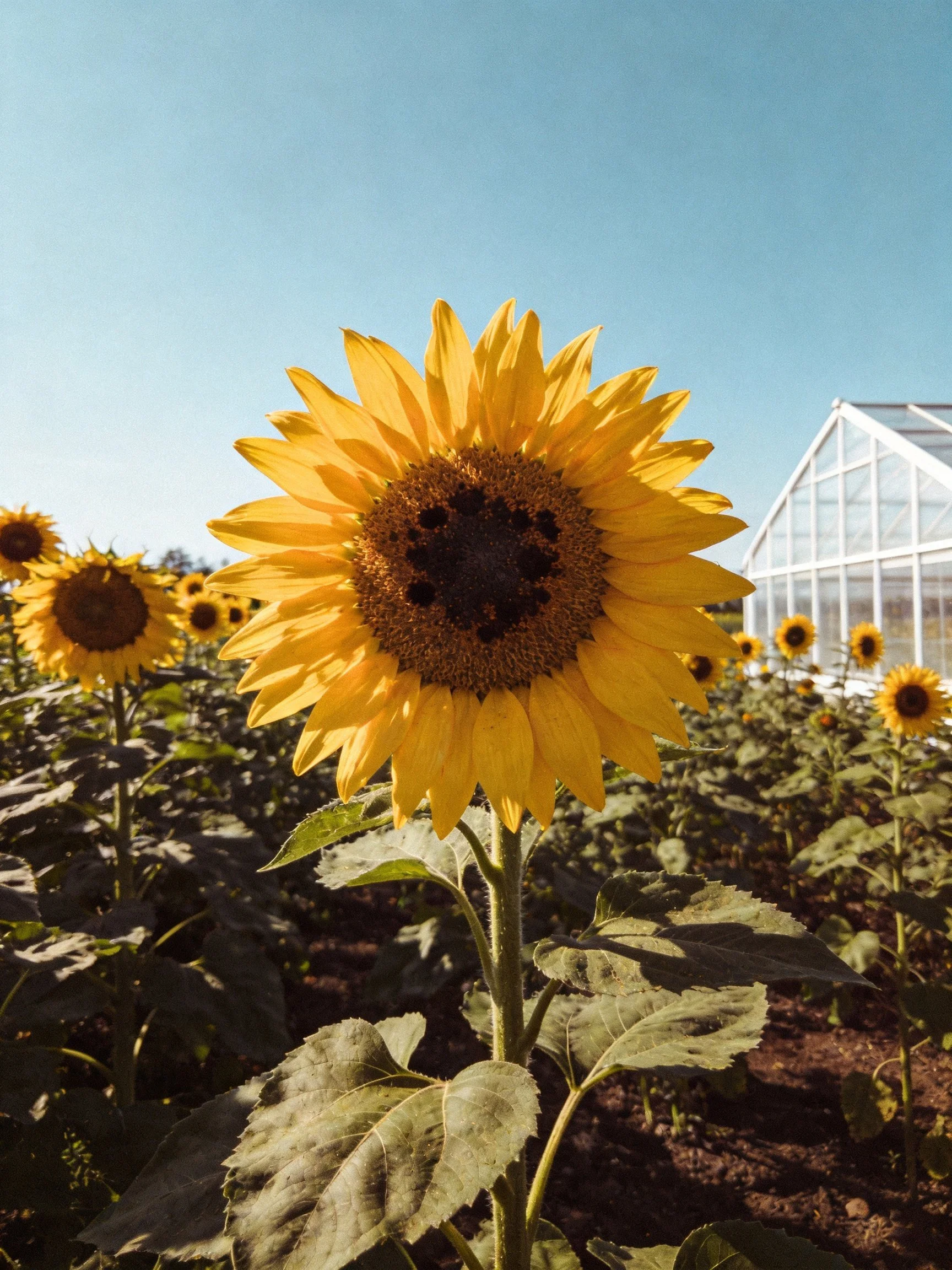A sunflower field with a central flower having a smiley face near a greenhouse