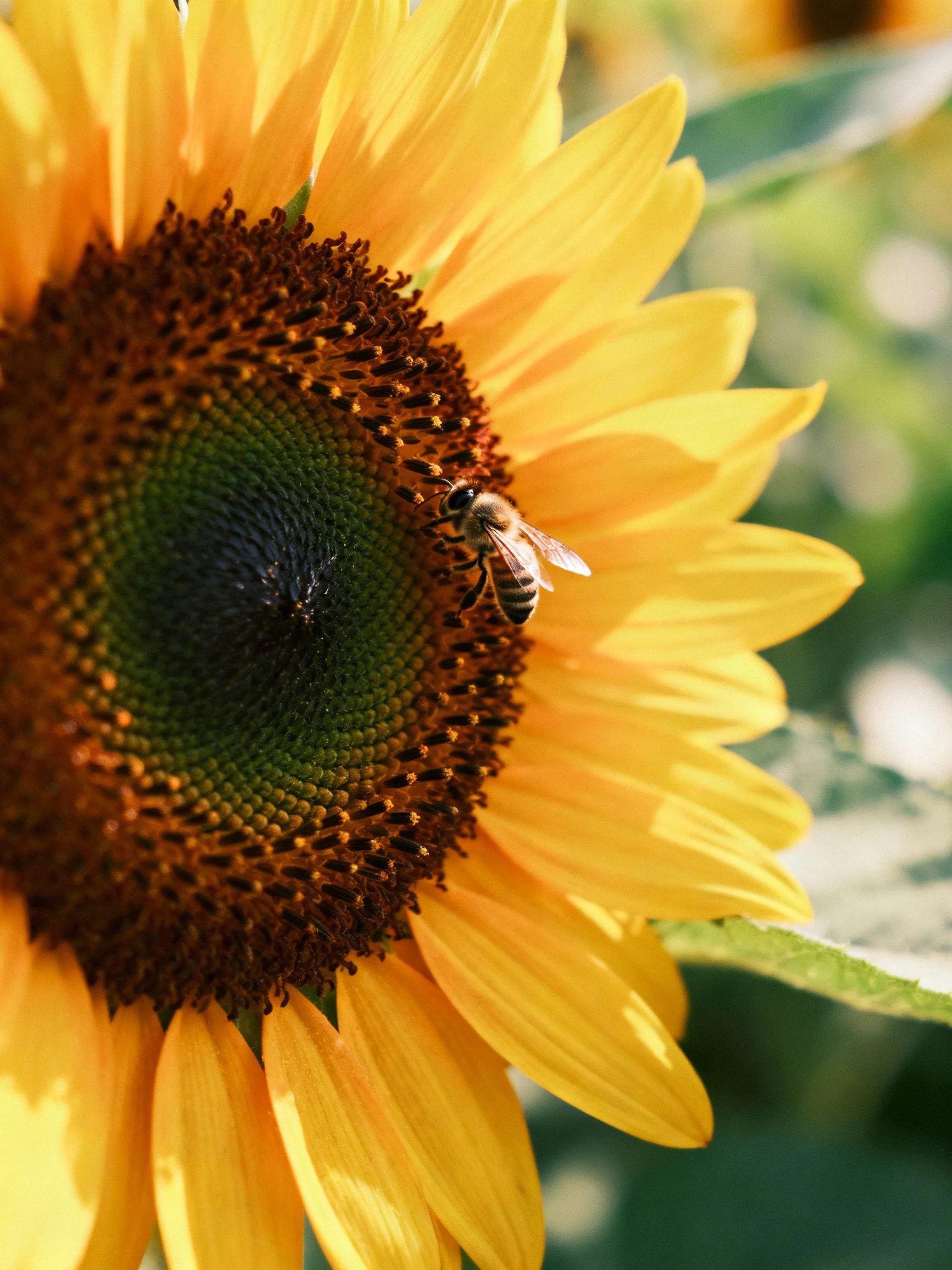 A sunflower with golden petals and a dark brown center has a bee