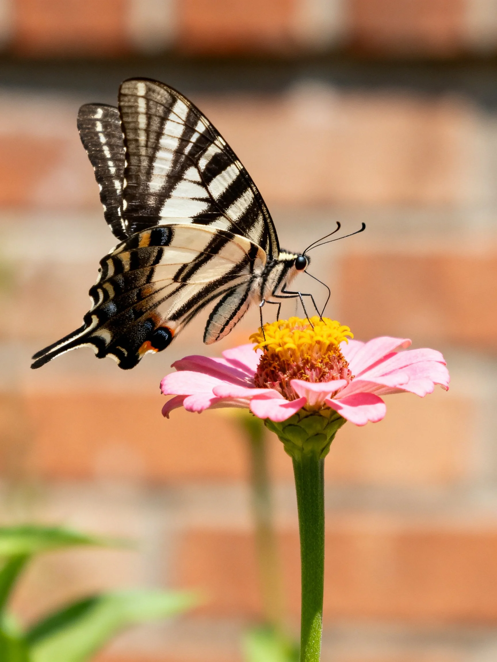 A swallowtail butterfly perches on a pink zinnia beside a brick wall
