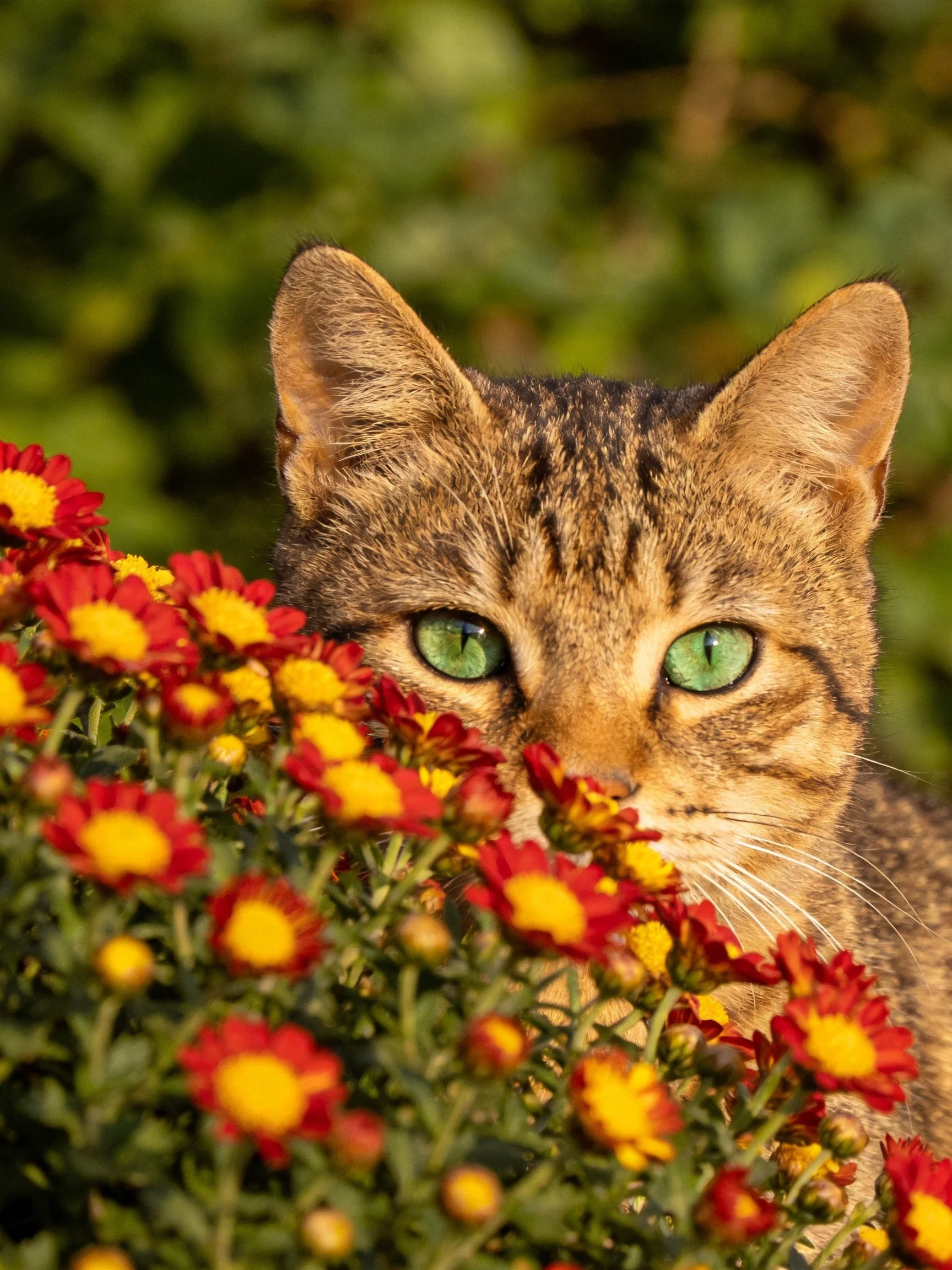 A tabby cat with bright green eyes hides among vibrant red-yellow flowers