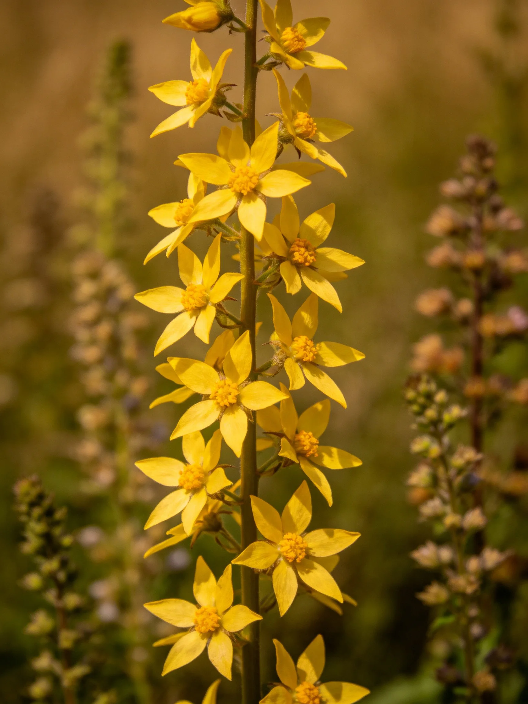 A tall stem with numerous bright yellow star-shaped flowers