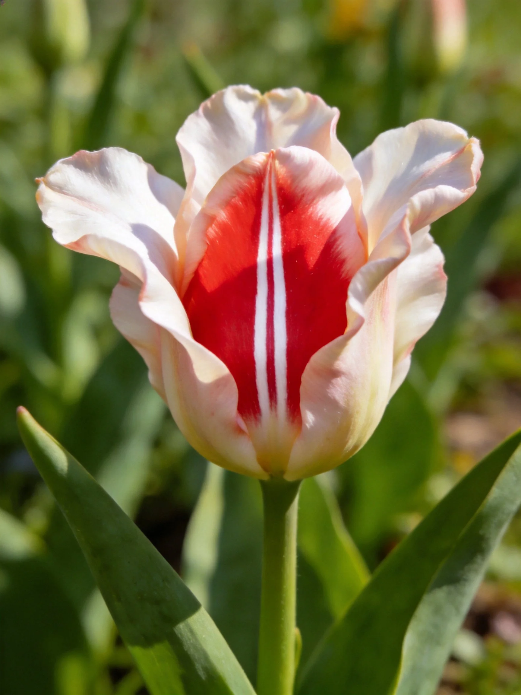 A tulip with creamy white petals and red central stripes