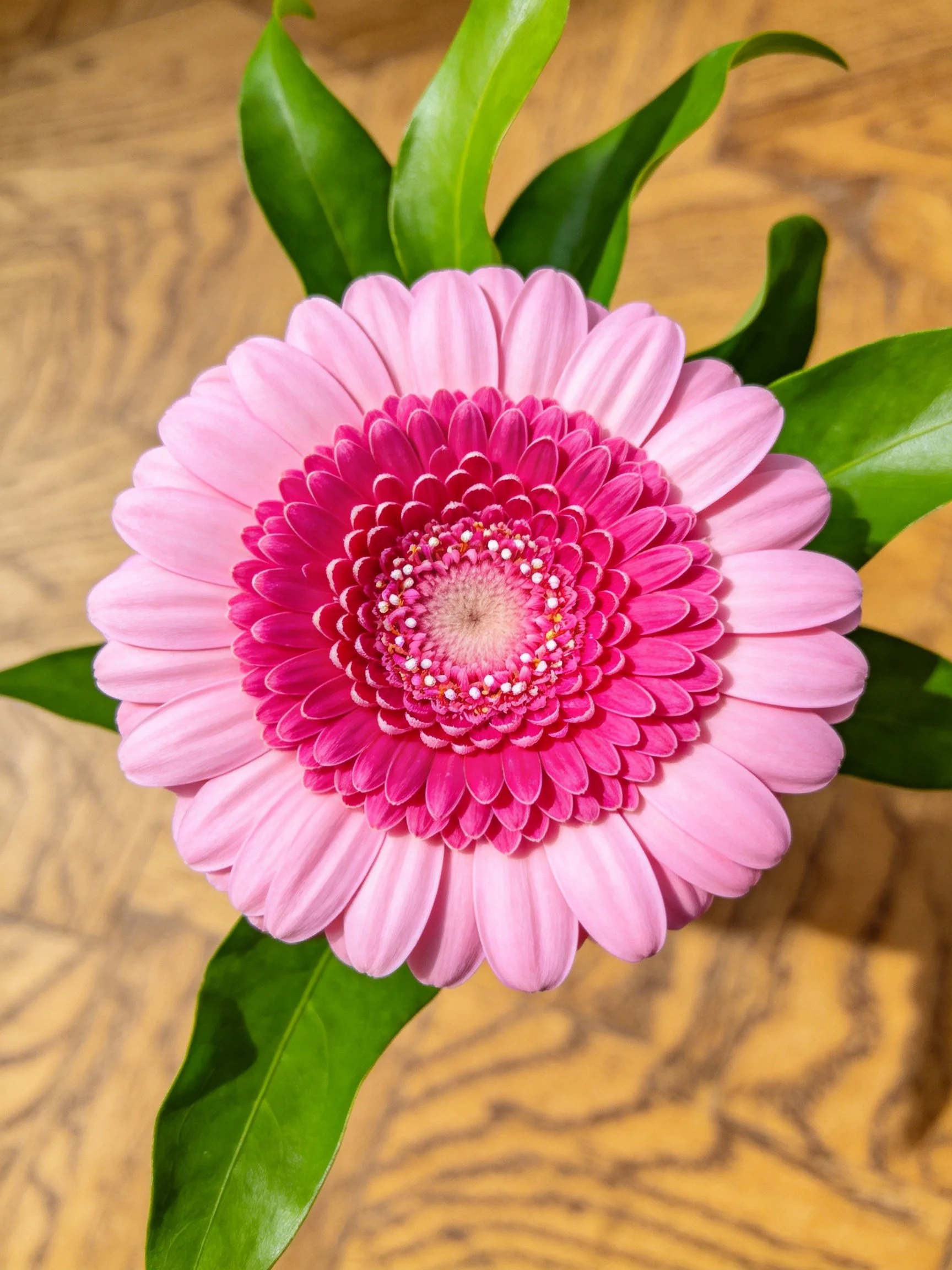 A two-tone pink gerbera flower with green leaves