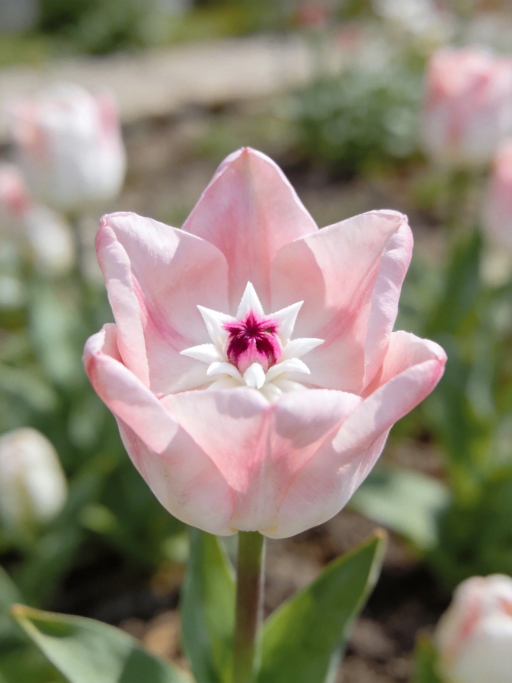 A uniquely centered pink tulip with white and magenta accents