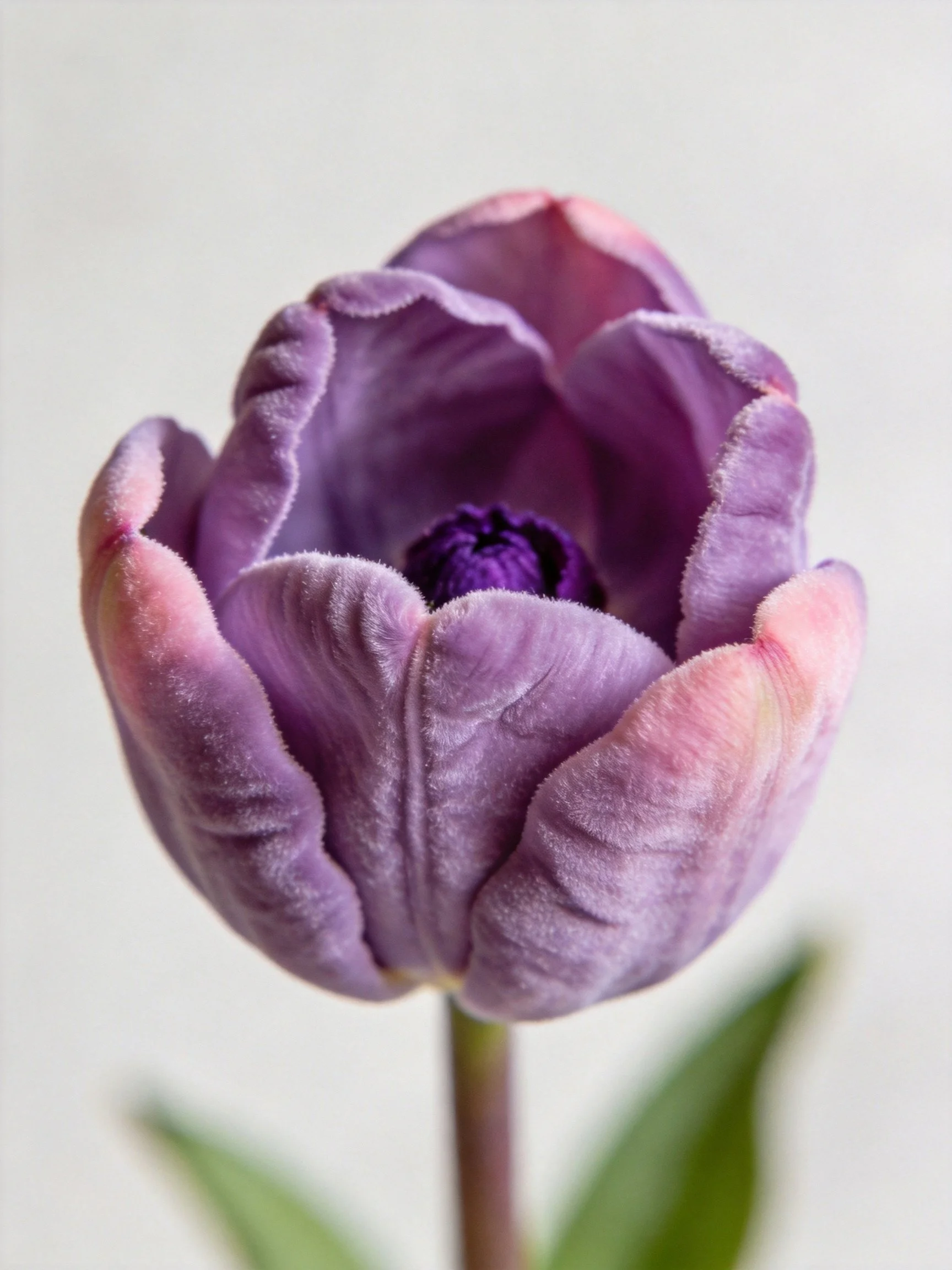 A velvet - textured purple tulip with pink petal accents