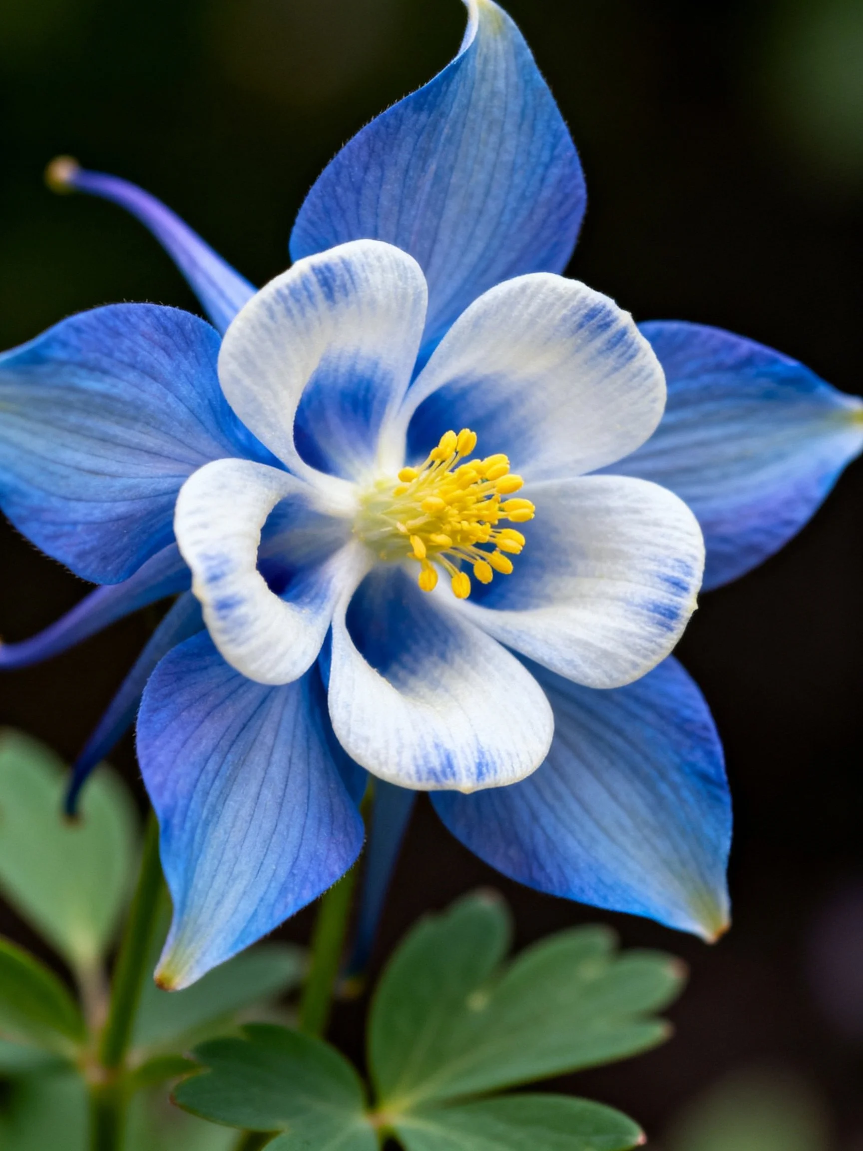 A vibrant blue and white columbine flower with yellow center
