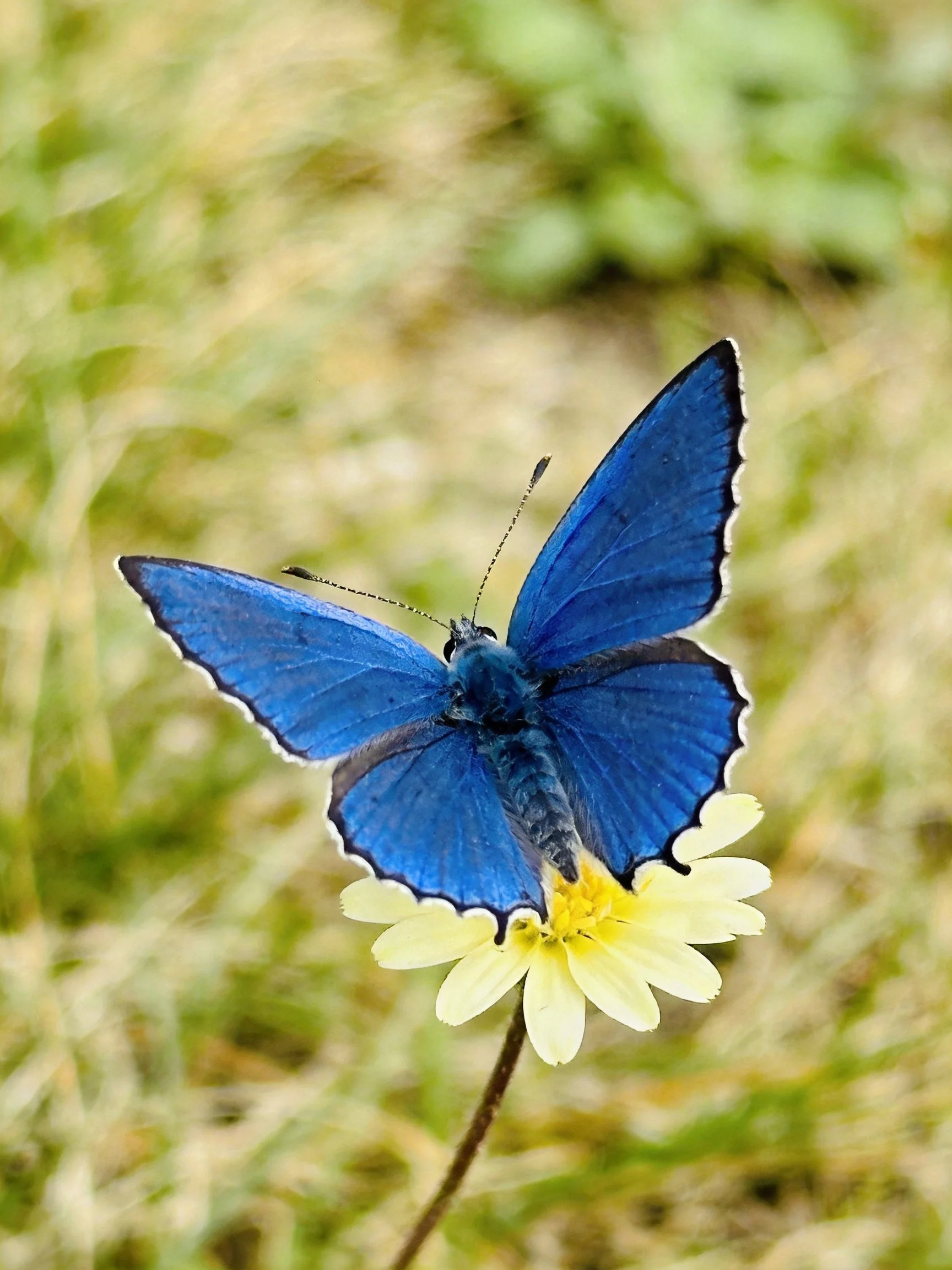 A vibrant blue butterfly perched on a yellow flower in greenery